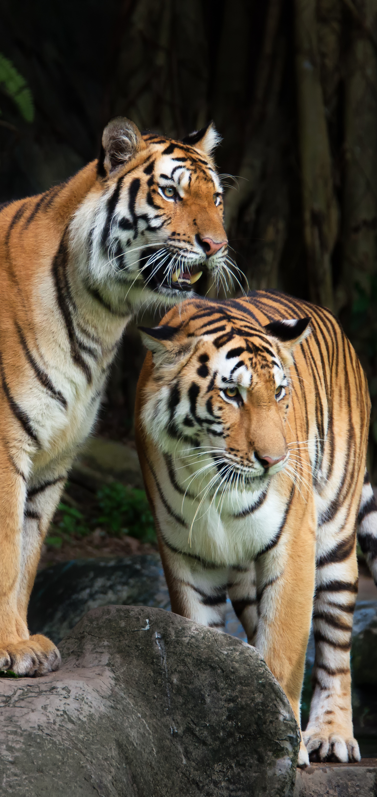 Handy-Wallpaper Tiere, Katzen, Tiger kostenlos herunterladen.