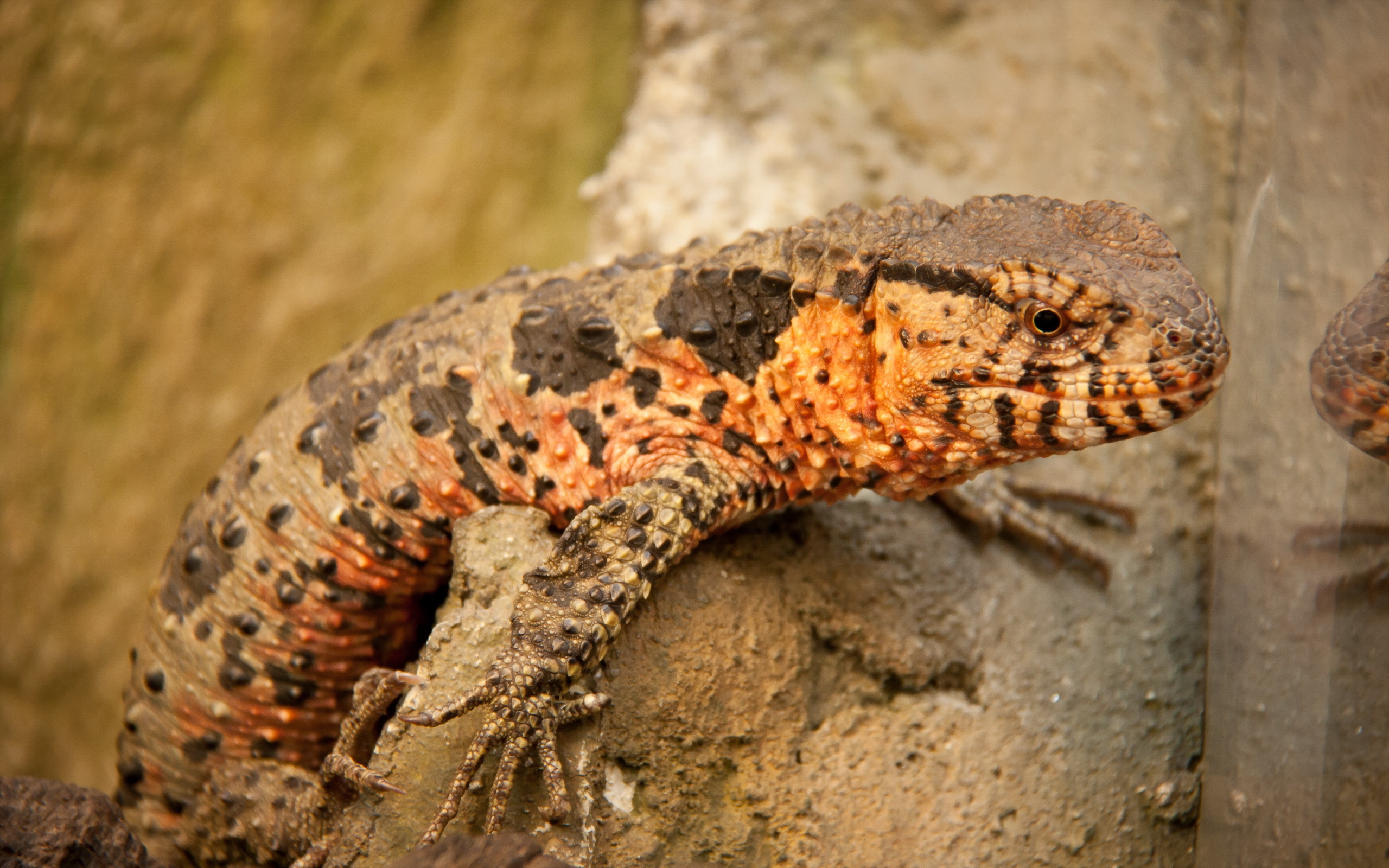 Handy-Wallpaper Eidechse, Reptilien, Tiere kostenlos herunterladen.