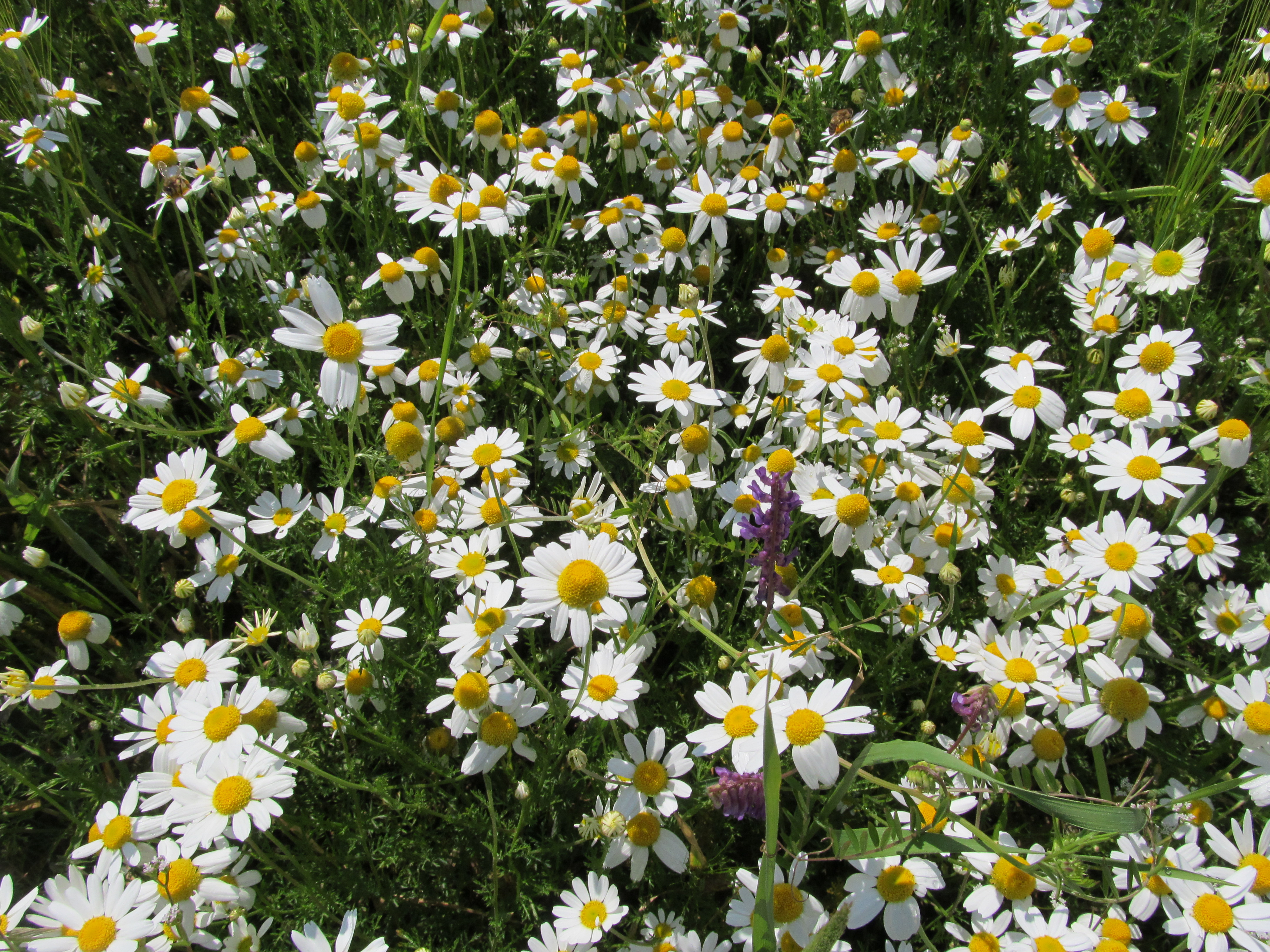 Laden Sie das Blumen, Blume, Gänseblümchen, Erde/natur-Bild kostenlos auf Ihren PC-Desktop herunter