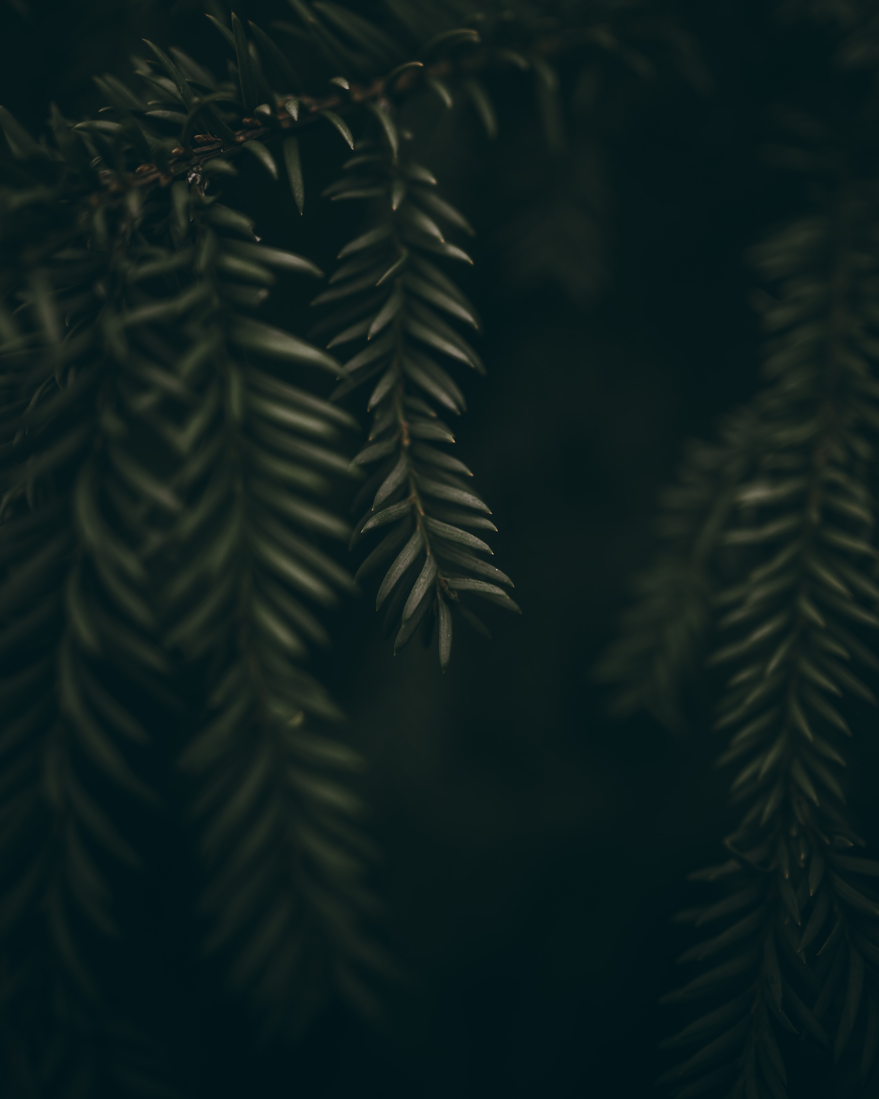 Download mobile wallpaper Branches, Macro, Leaves, Plant for free.