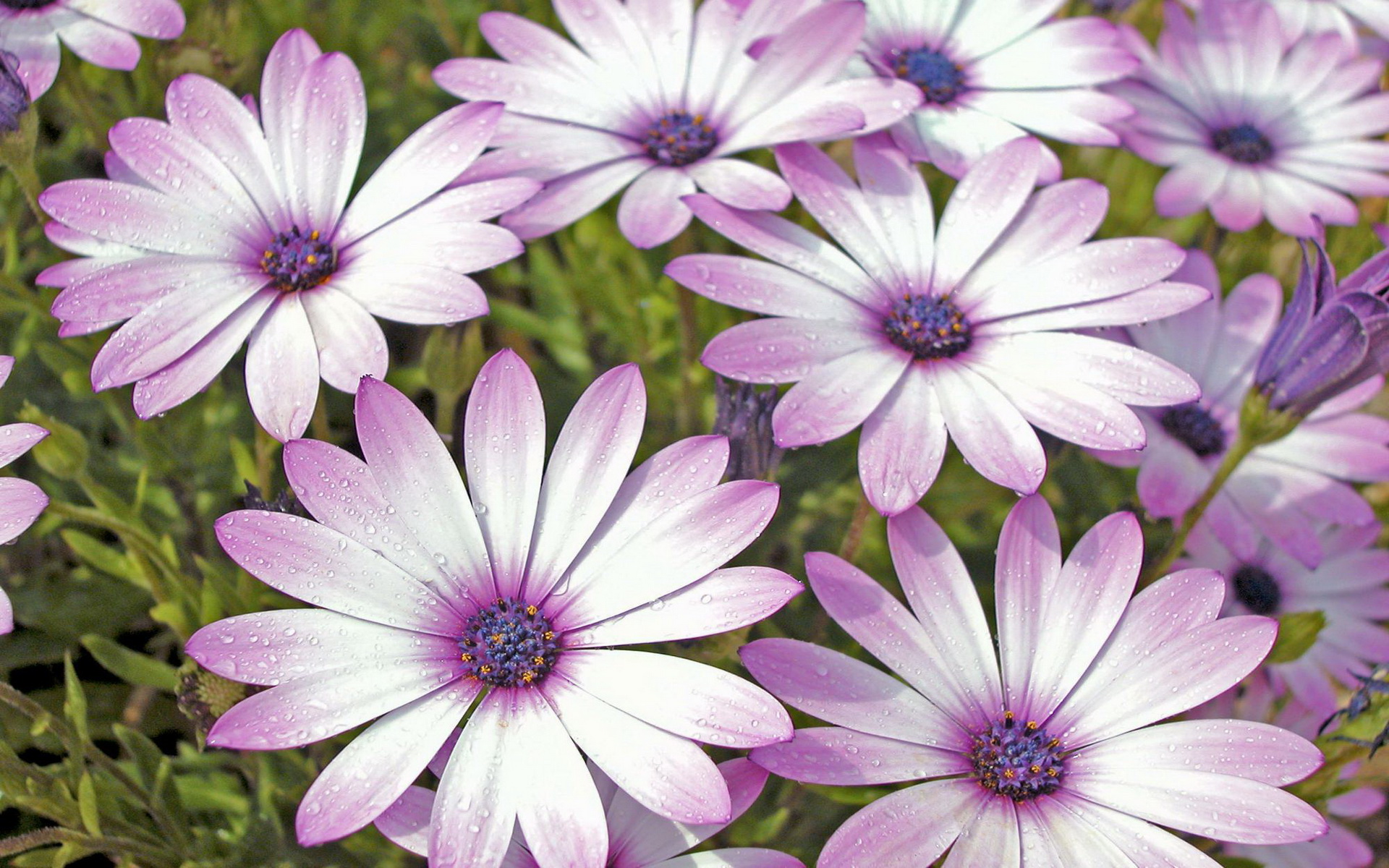 Téléchargez gratuitement l'image Fleurs, Marguerite, Terre/nature sur le bureau de votre PC