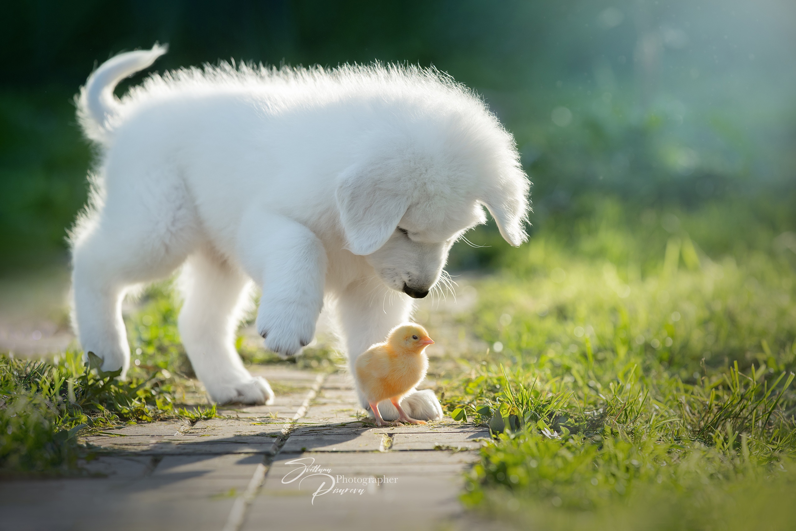 Download mobile wallpaper Dog, Animal, Puppy, Cute, Chick for free.