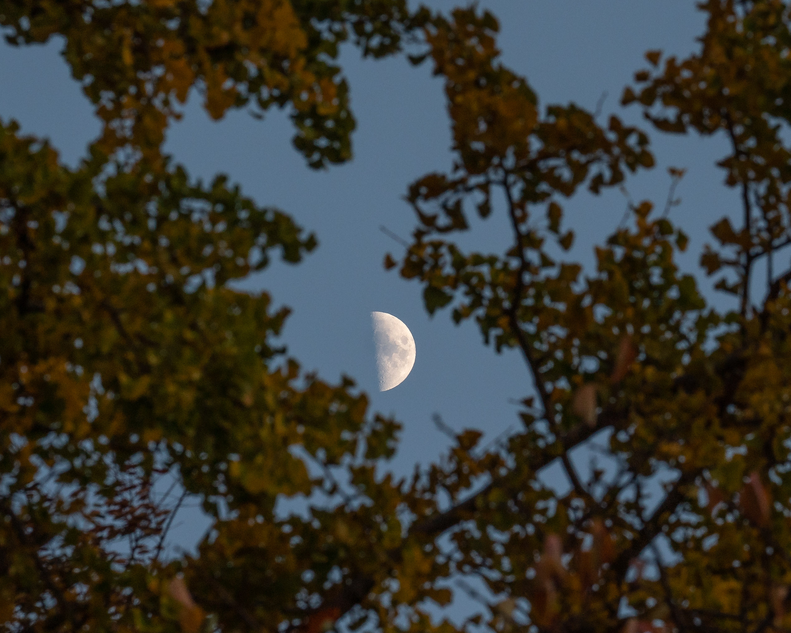 Handy-Wallpaper Geäst, Zweige, Natur, Sky, Holz, Baum, Mond kostenlos herunterladen.