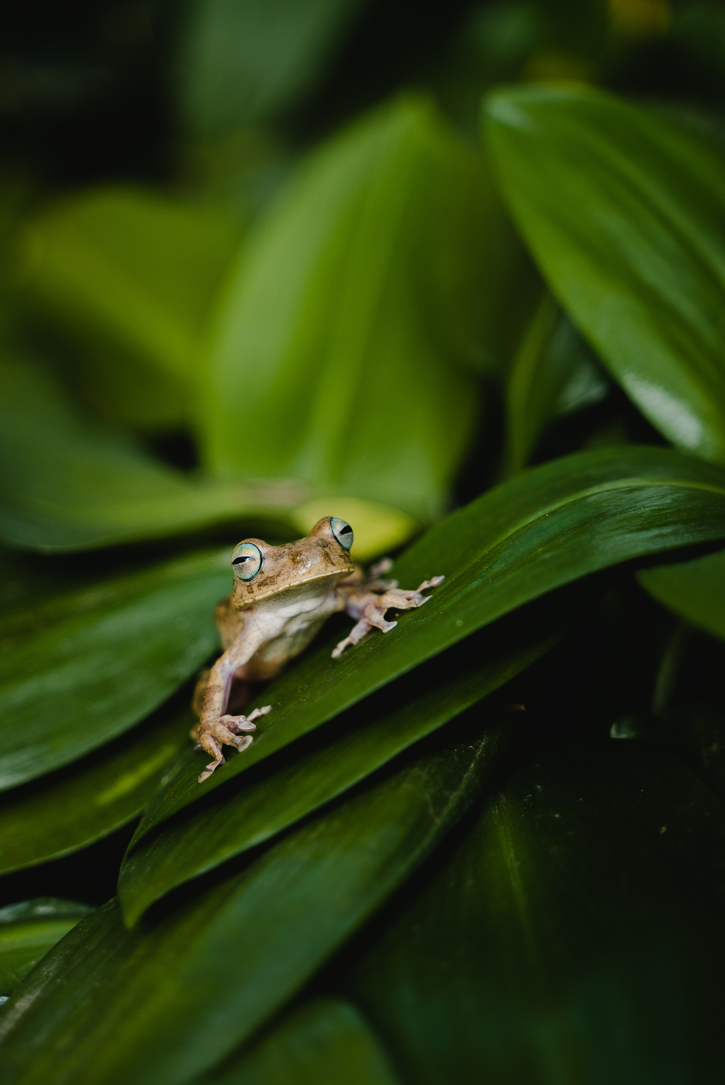 Free download wallpaper Plant, Frog, Animals, Close Up, Leaves on your PC desktop