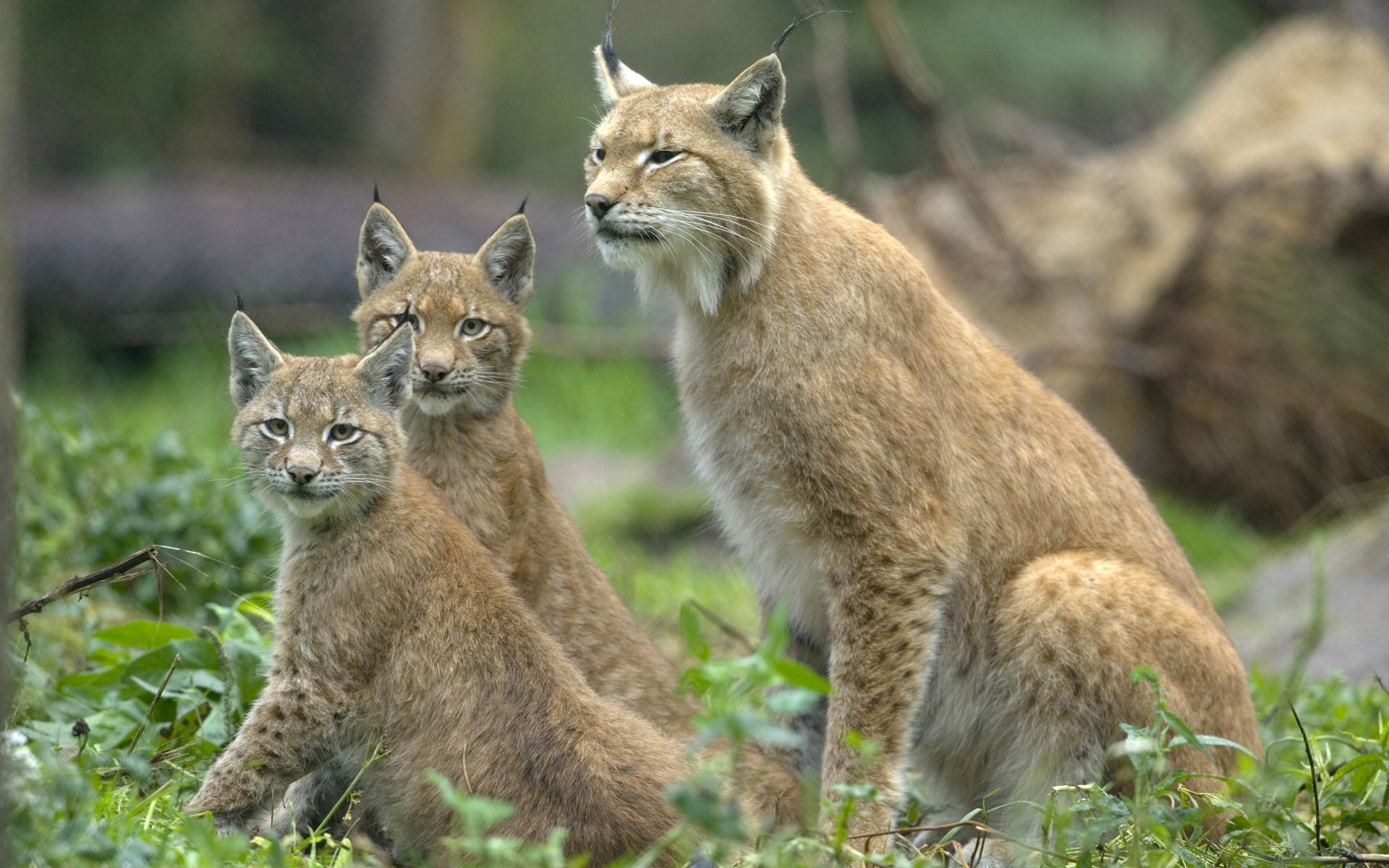 Free download wallpaper Lynx, Cats, Animal on your PC desktop