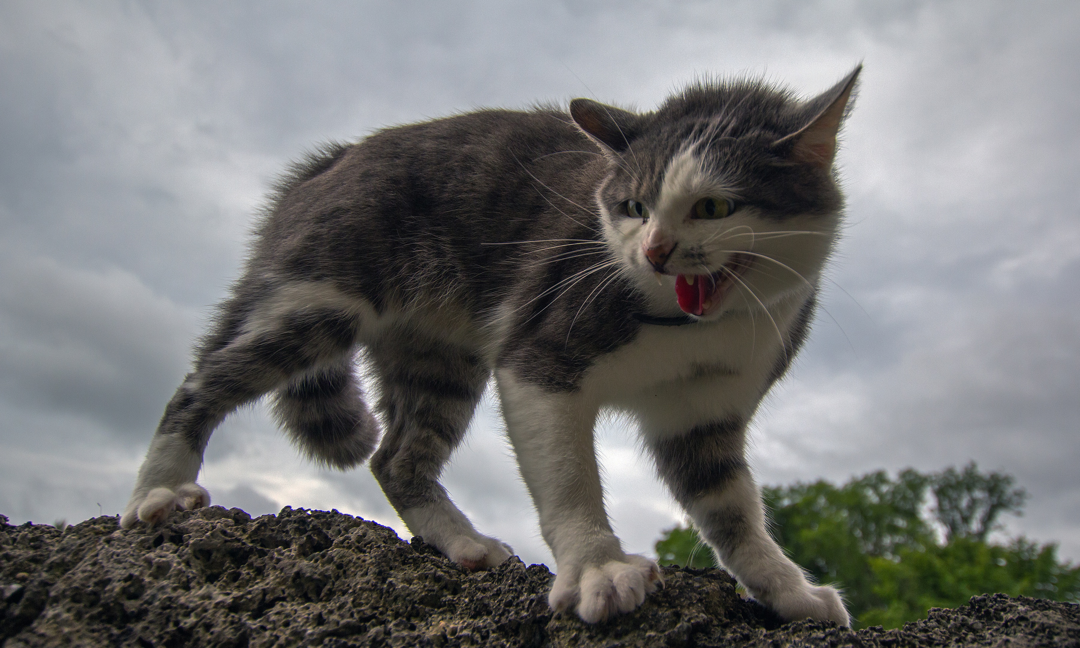 Baixe gratuitamente a imagem Animais, Gatos, Gato, Gatinho na área de trabalho do seu PC