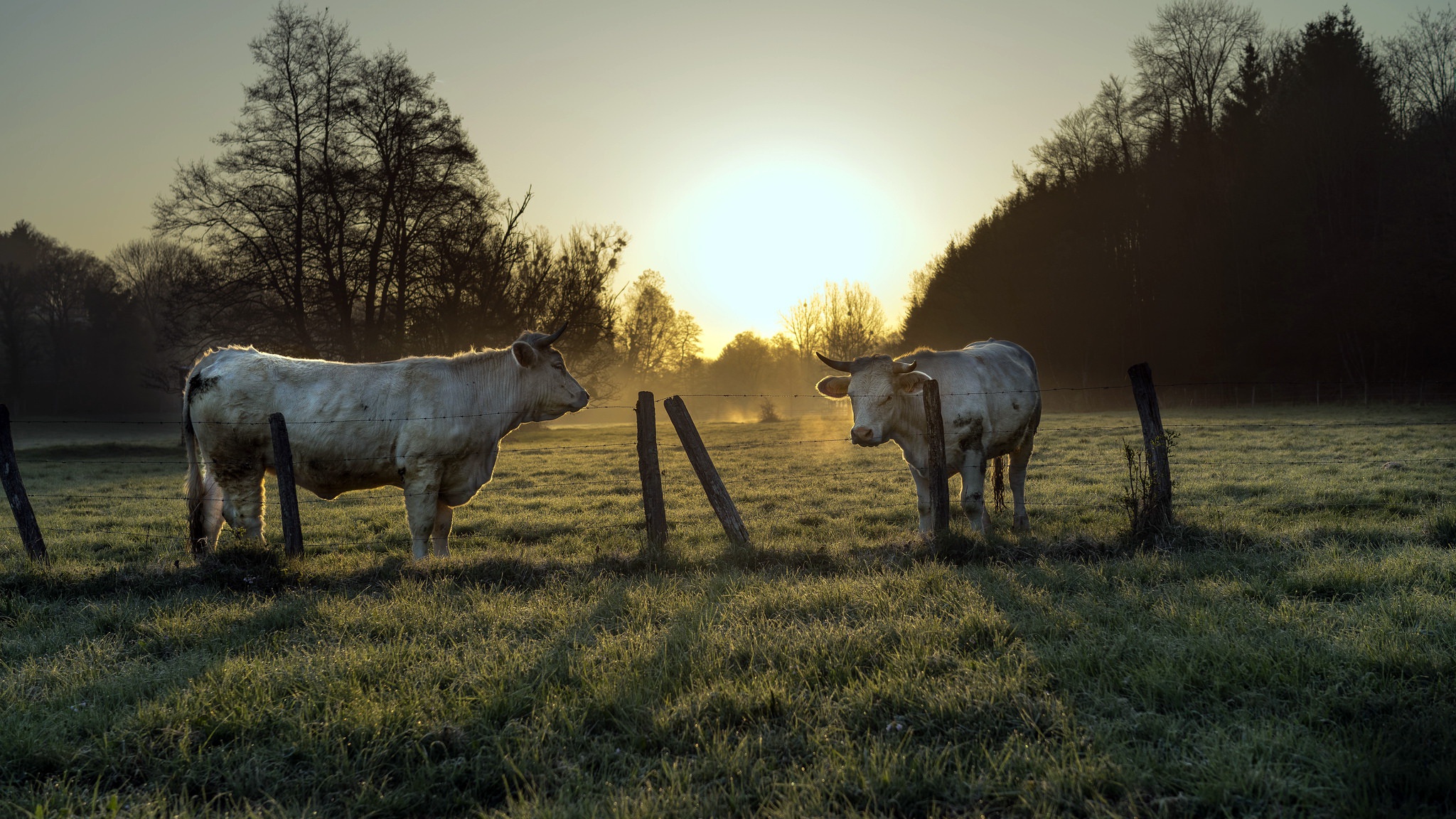 無料モバイル壁紙動物, 草, 牛, 太陽をダウンロードします。
