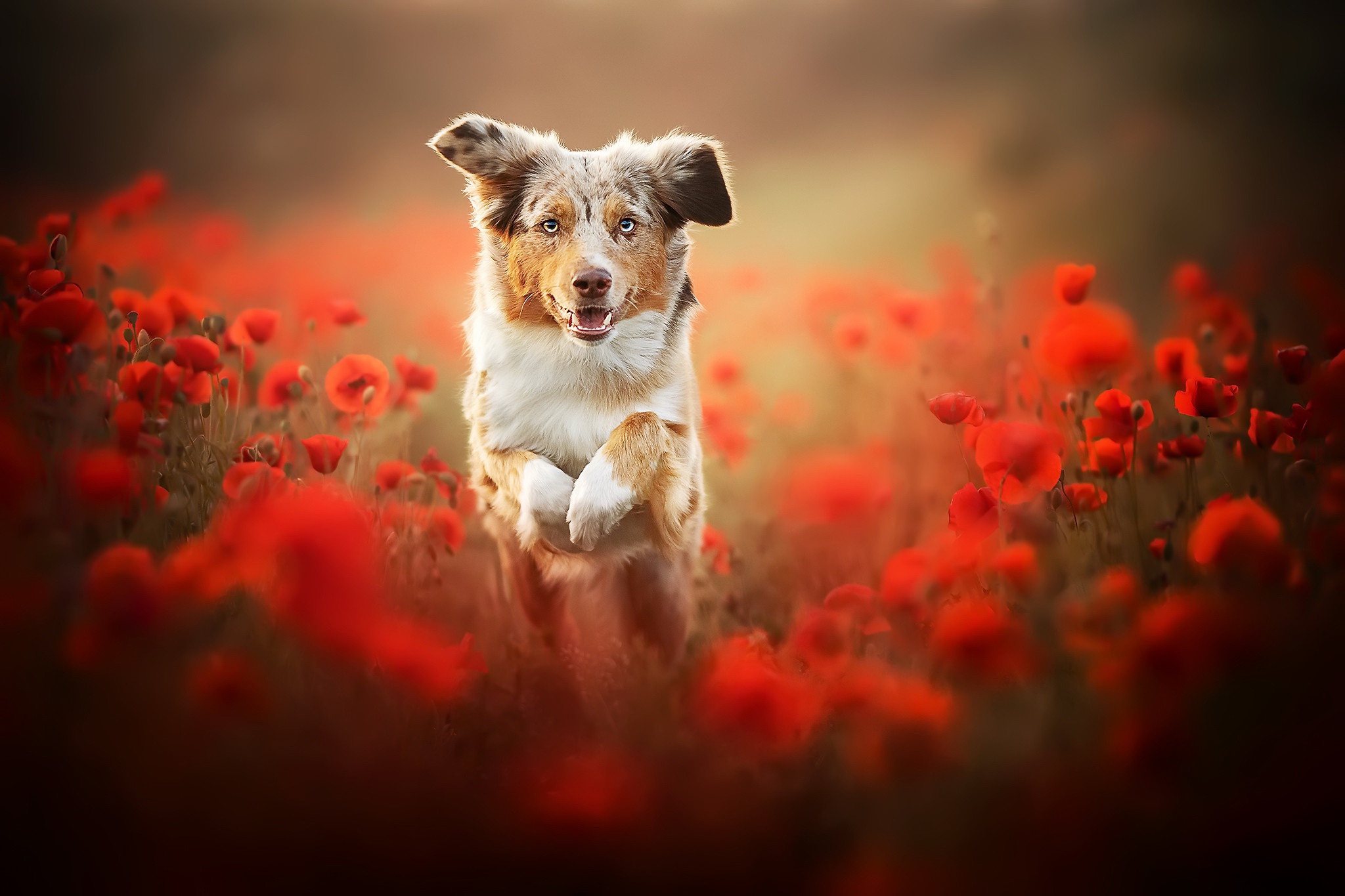 Download mobile wallpaper Dogs, Dog, Animal, Australian Shepherd, Poppy, Red Flower for free.