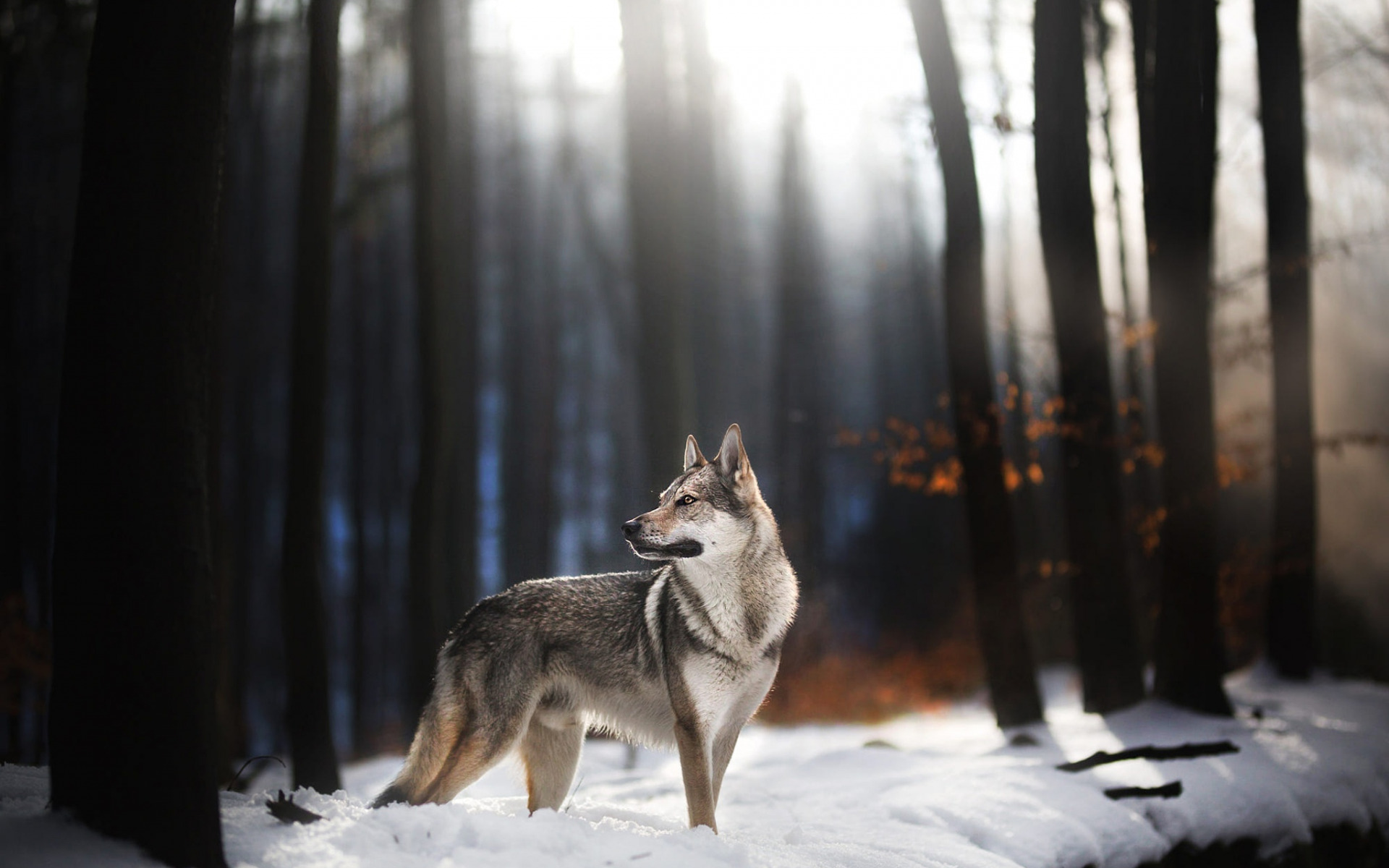 473425 Hintergrundbild herunterladen tiere, wolfshund, tschechoslowakischer wolfshund, hunde - Bildschirmschoner und Bilder kostenlos