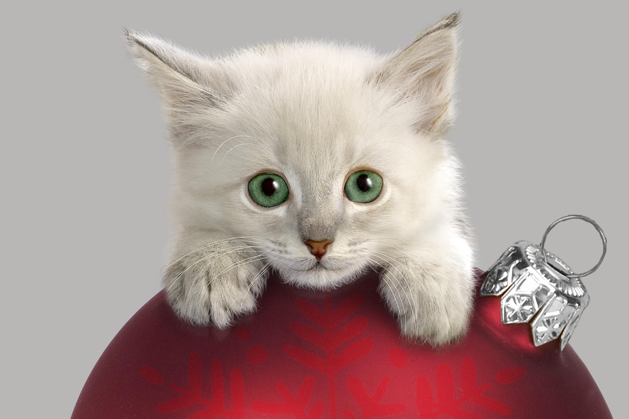 PCデスクトップに動物, 銃口, クリスマスツリーのおもちゃ, 好奇心, キティ, 子猫画像を無料でダウンロード