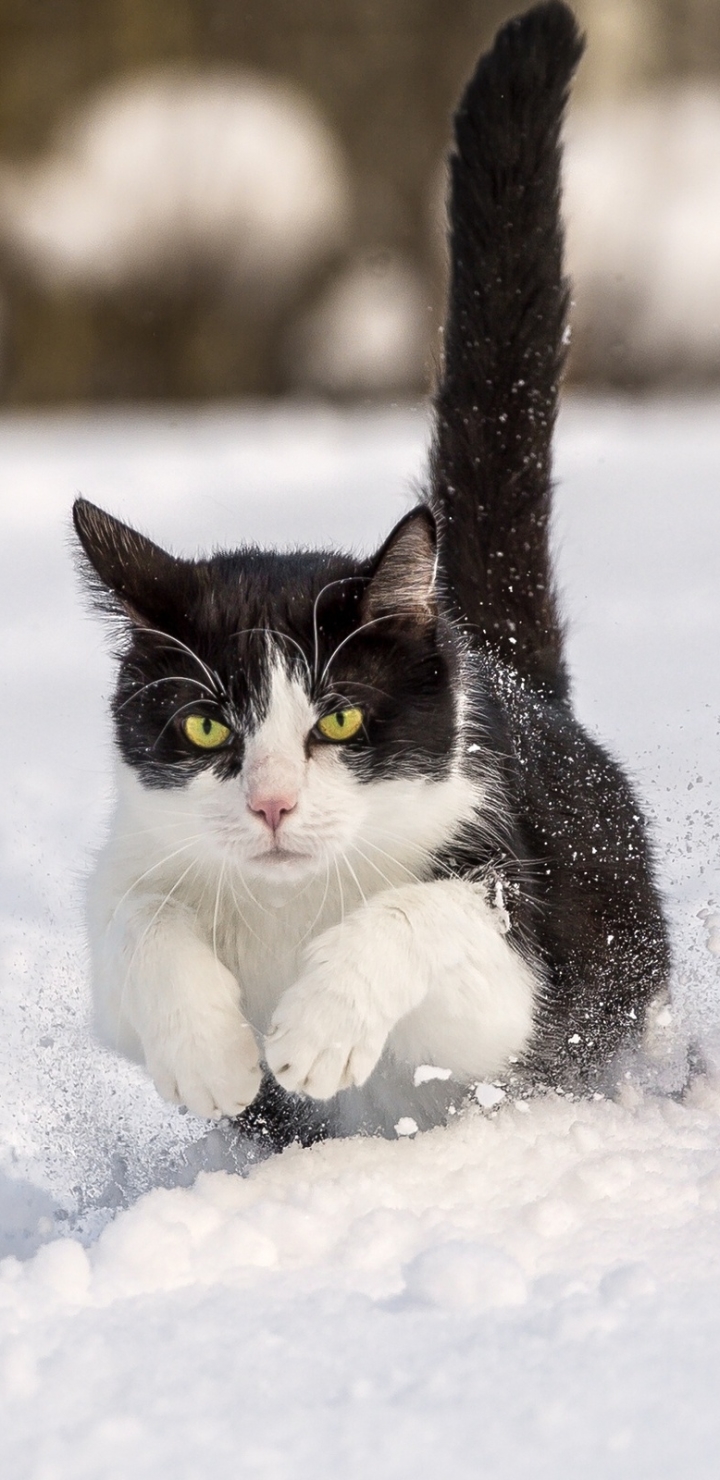 Descarga gratuita de fondo de pantalla para móvil de Animales, Gatos, Nieve, Gato.