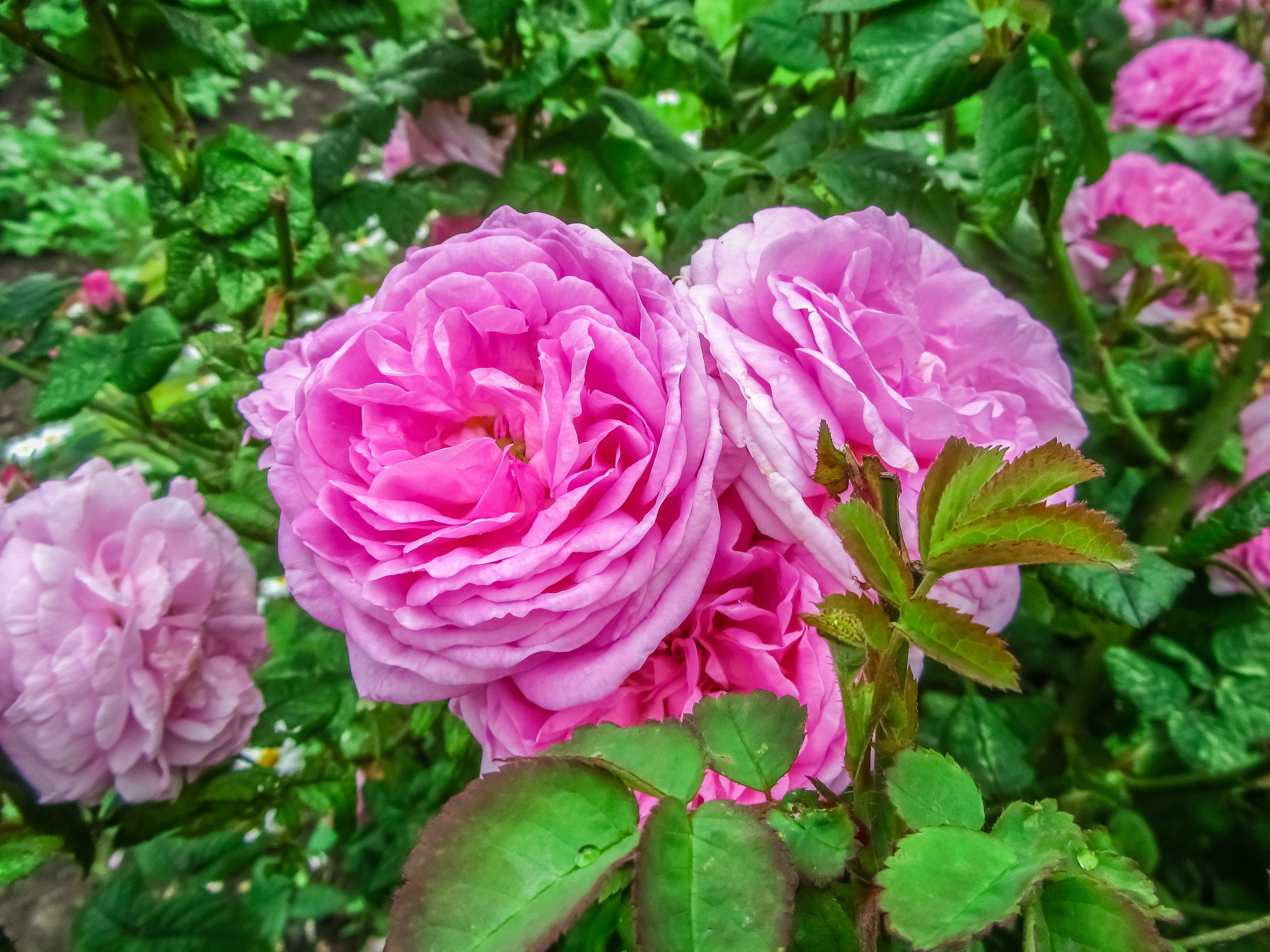 Téléchargez gratuitement l'image Fleurs, Fleur, Terre/nature sur le bureau de votre PC