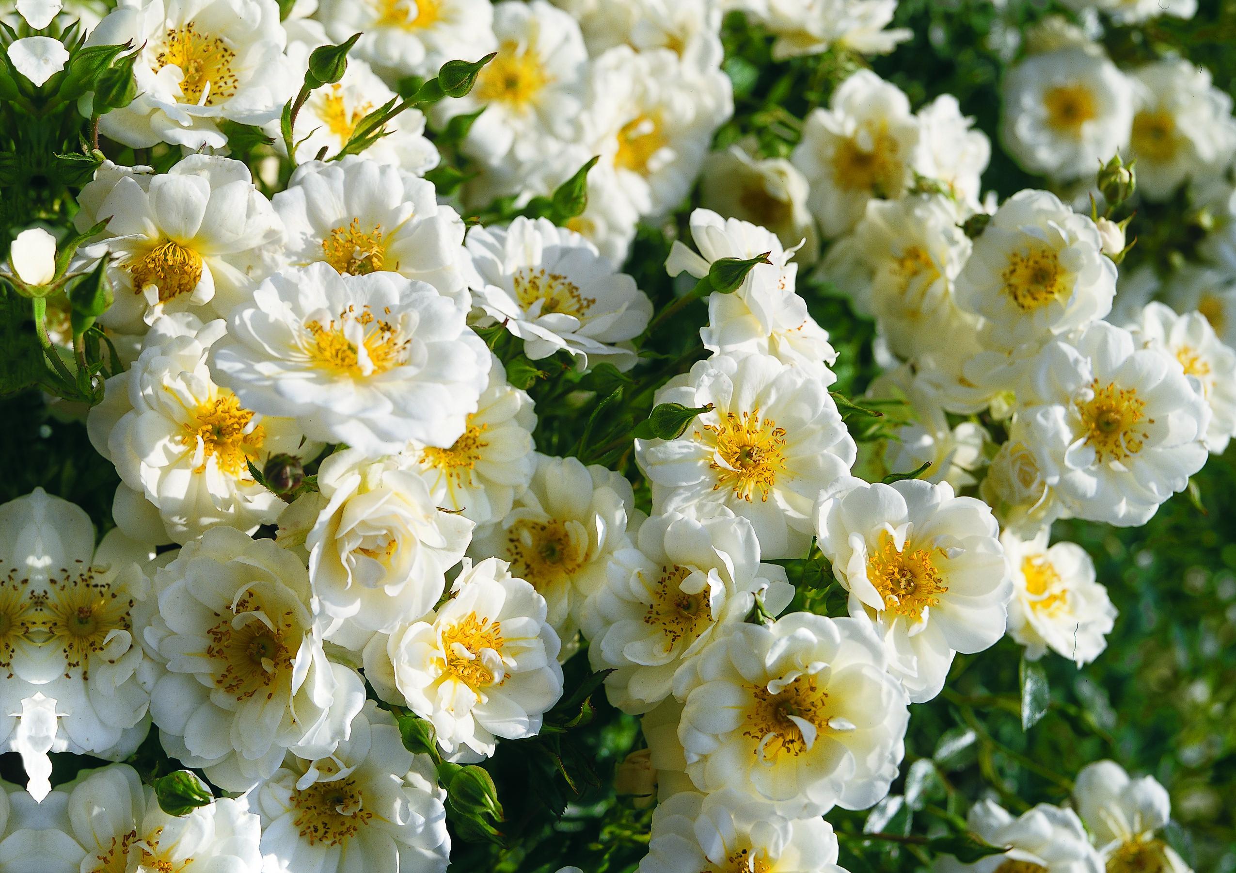 Téléchargez gratuitement l'image Fleurs, Rose, Fleur, Fermer, Fleur Blanche, Terre/nature sur le bureau de votre PC