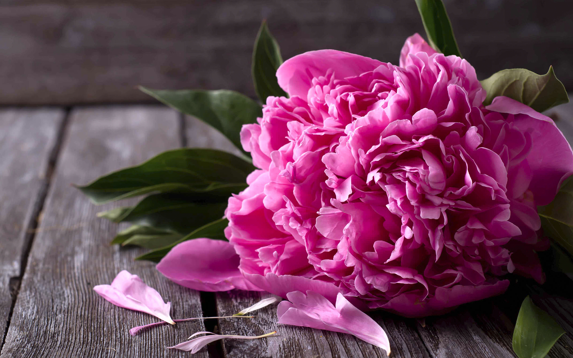 Download mobile wallpaper Flowers, Flower, Earth, Petal, Peony, Pink Flower for free.
