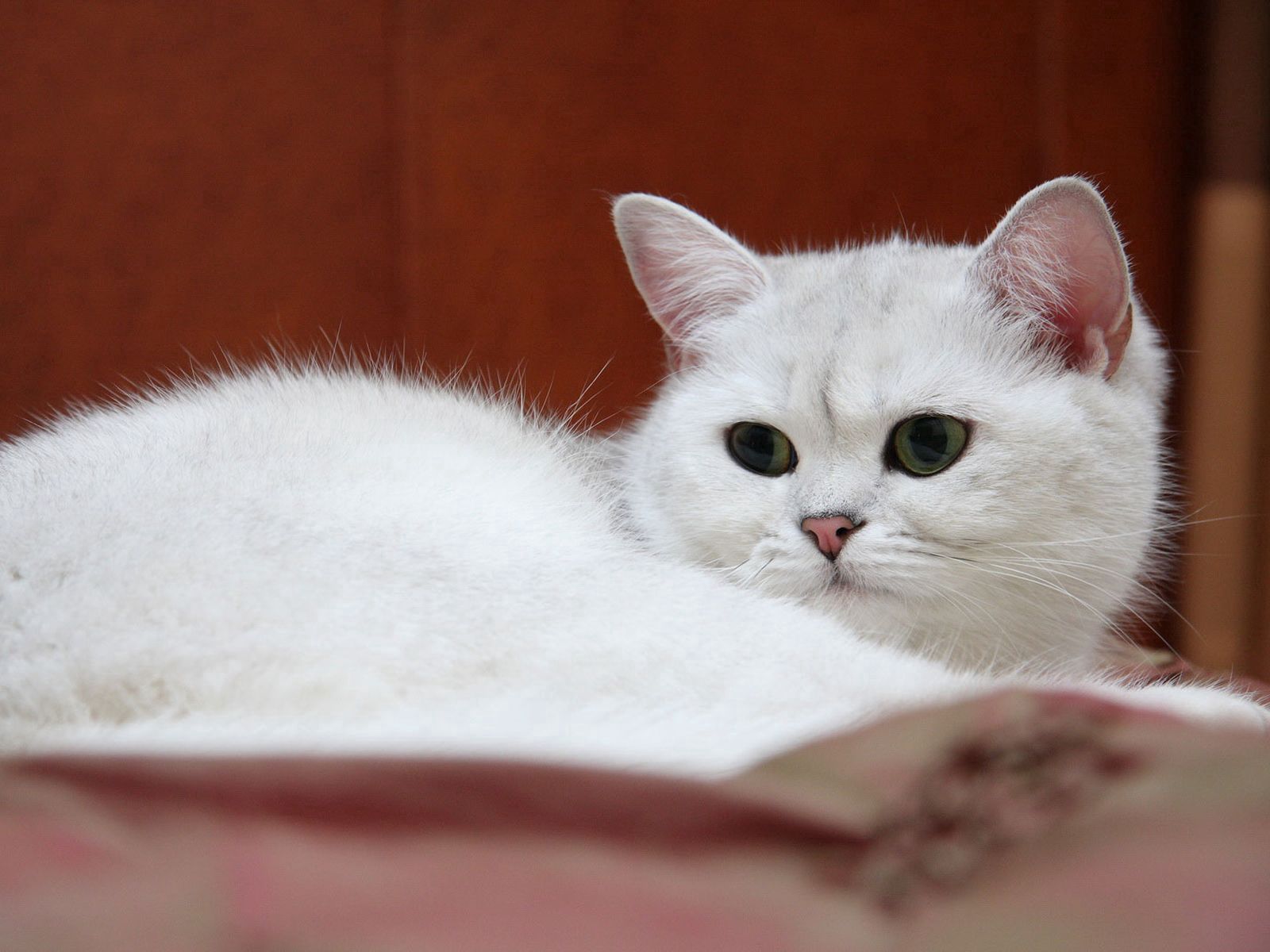 75976 скачать картинку животные, кот, белый, уставший, смотреть - обои и заставки бесплатно