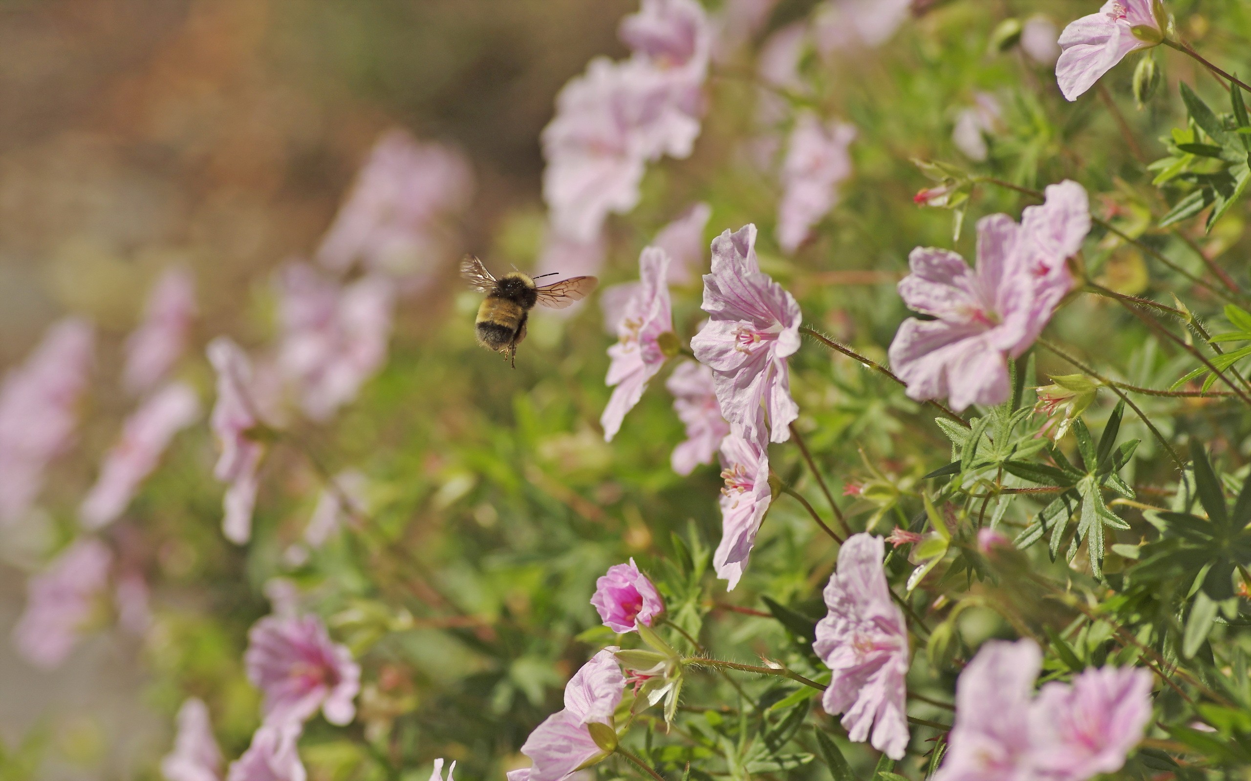 Скачати мобільні шпалери Квітка, Макрос, Земля, Бджола, Флауерзи безкоштовно.