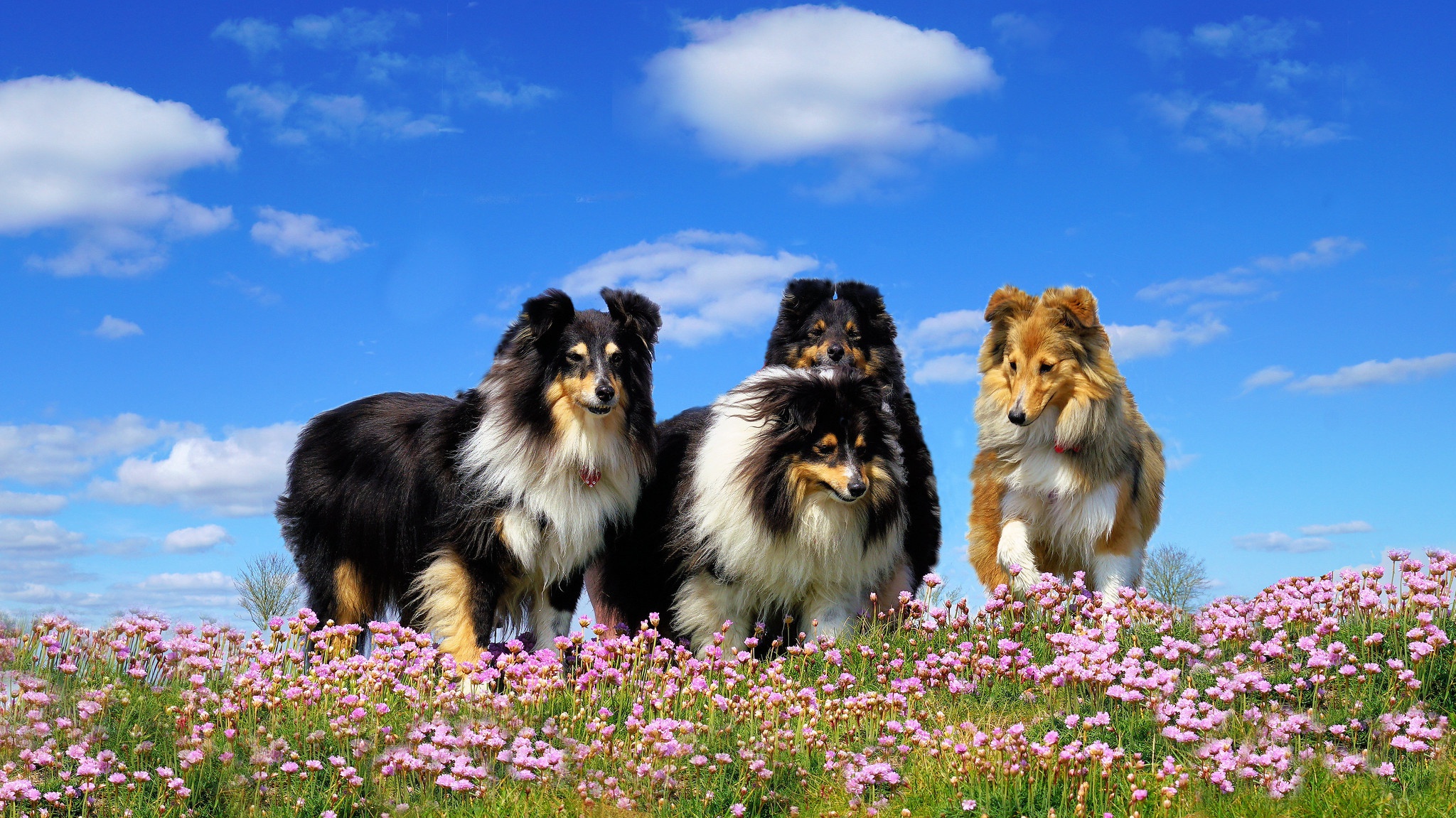 Download mobile wallpaper Dogs, Flower, Dog, Animal, Meadow, Rough Collie for free.