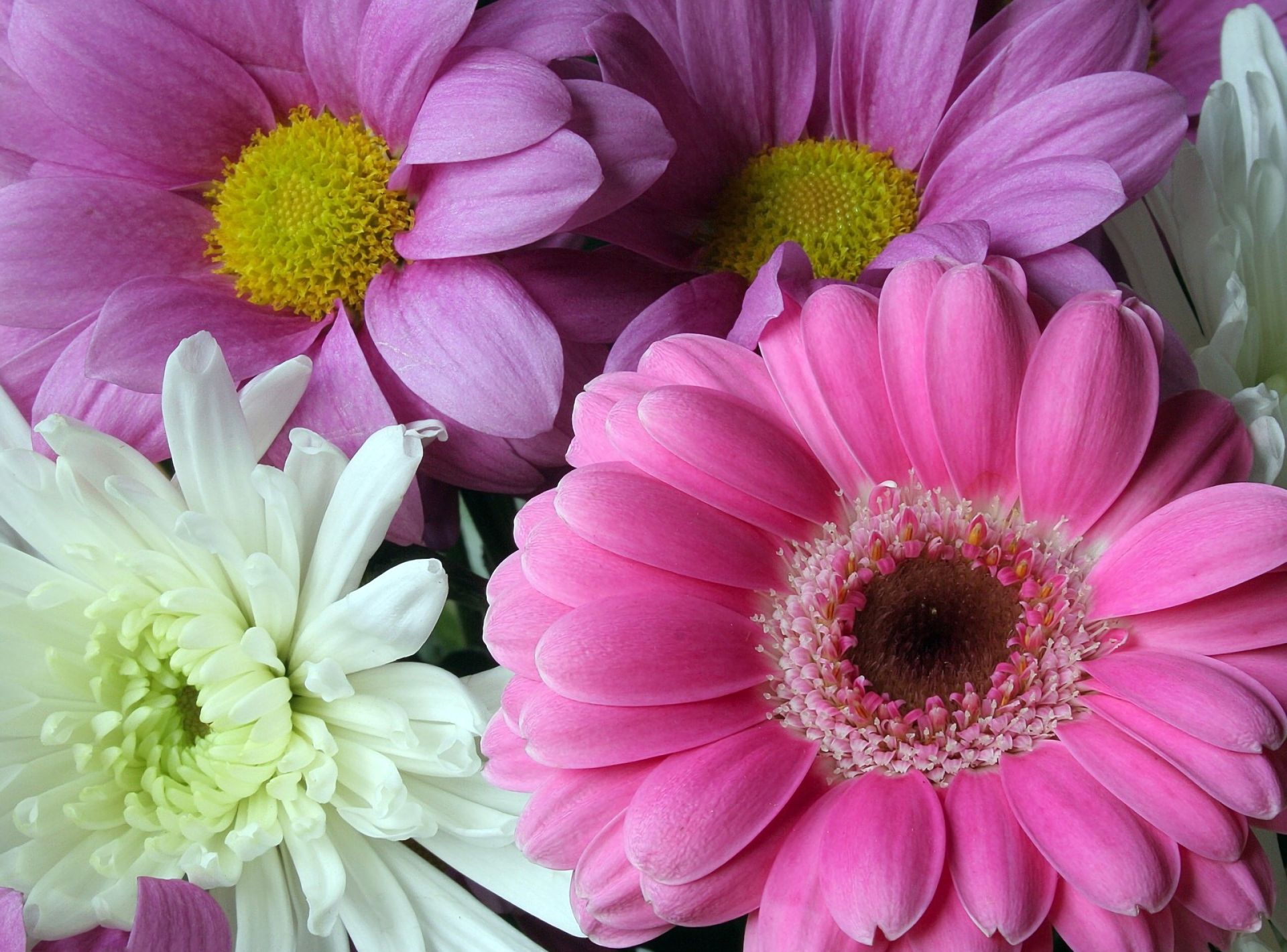 Скачати мобільні шпалери Квітка, Земля, Барвистий, Весна, Біла Квітка, Рожева Квітка, Флауерзи безкоштовно.