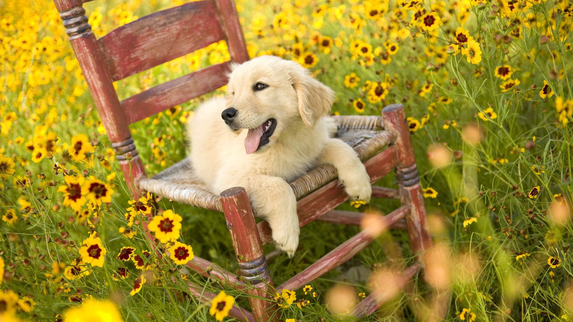 dog, animals, flowers, chair, to lie down, lie High Definition image