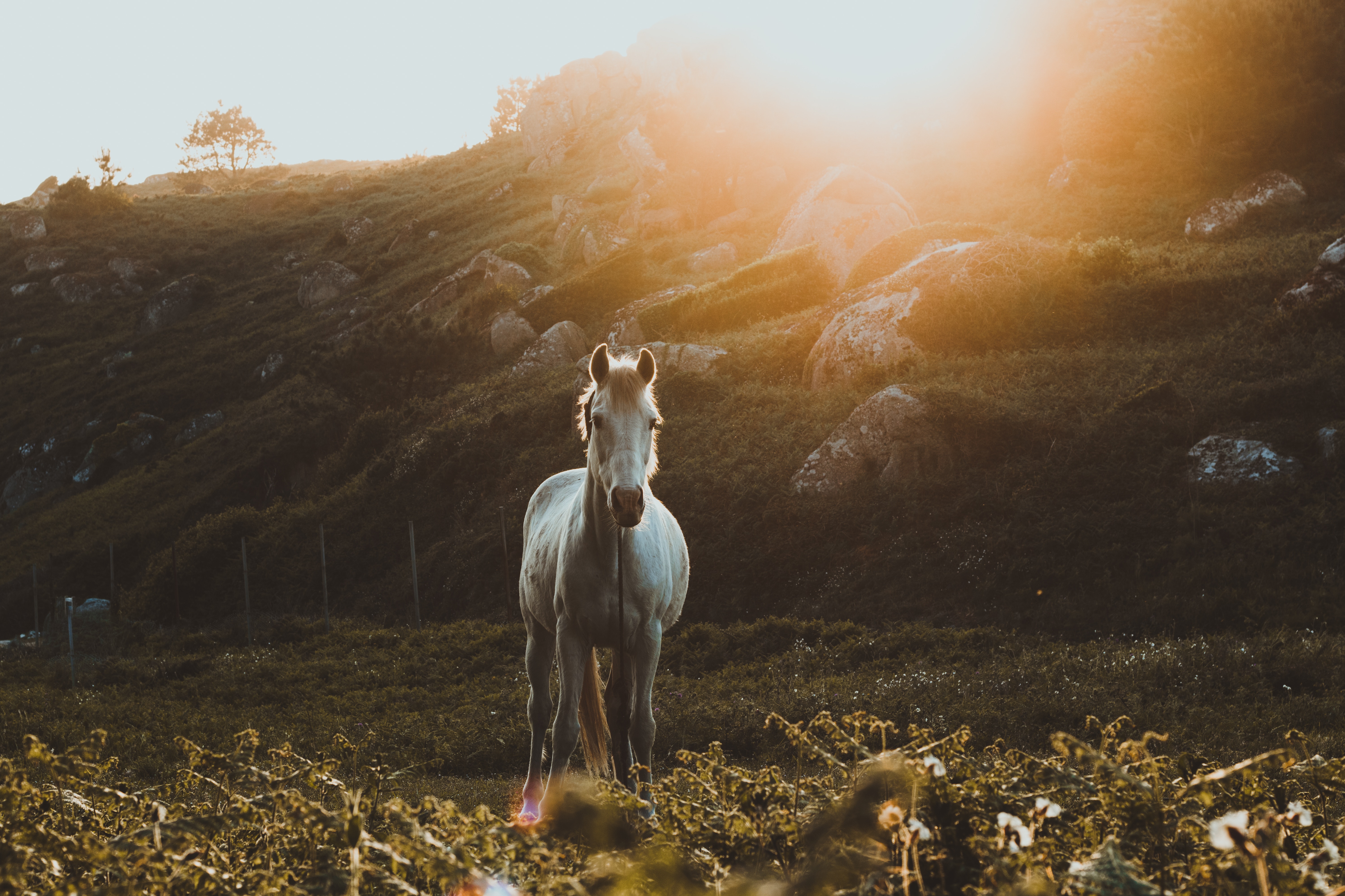 118876 скачать обои лошадь, трава, животные, камни, солнечный свет - заставки и картинки бесплатно