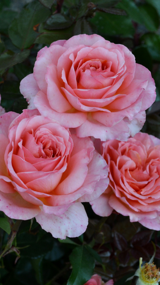 Handy-Wallpaper Blumen, Blume, Rose, Blatt, Erde/natur, Pinke Rose kostenlos herunterladen.