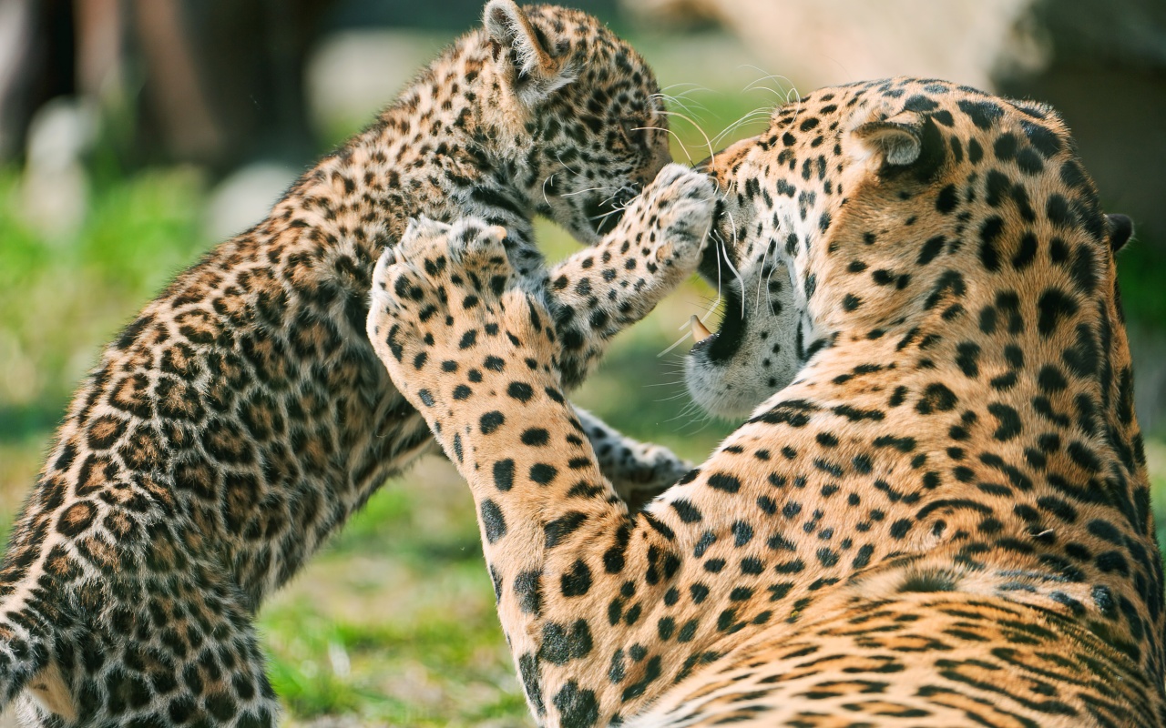 Baixar papel de parede para celular de Animais, Onça Pintada gratuito.