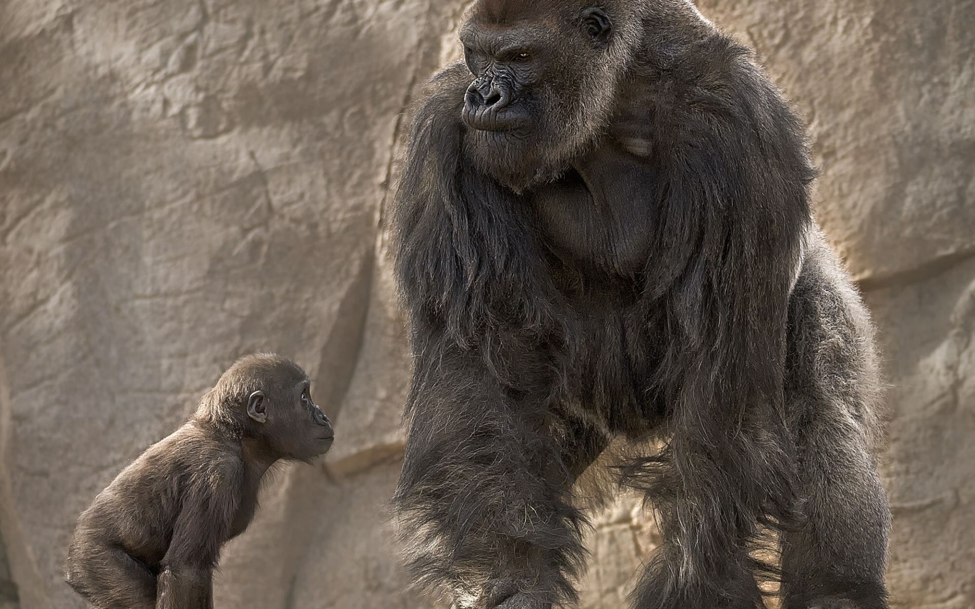 Descarga gratuita de fondo de pantalla para móvil de Animales, Monos, Gorila, Bebe Animal.