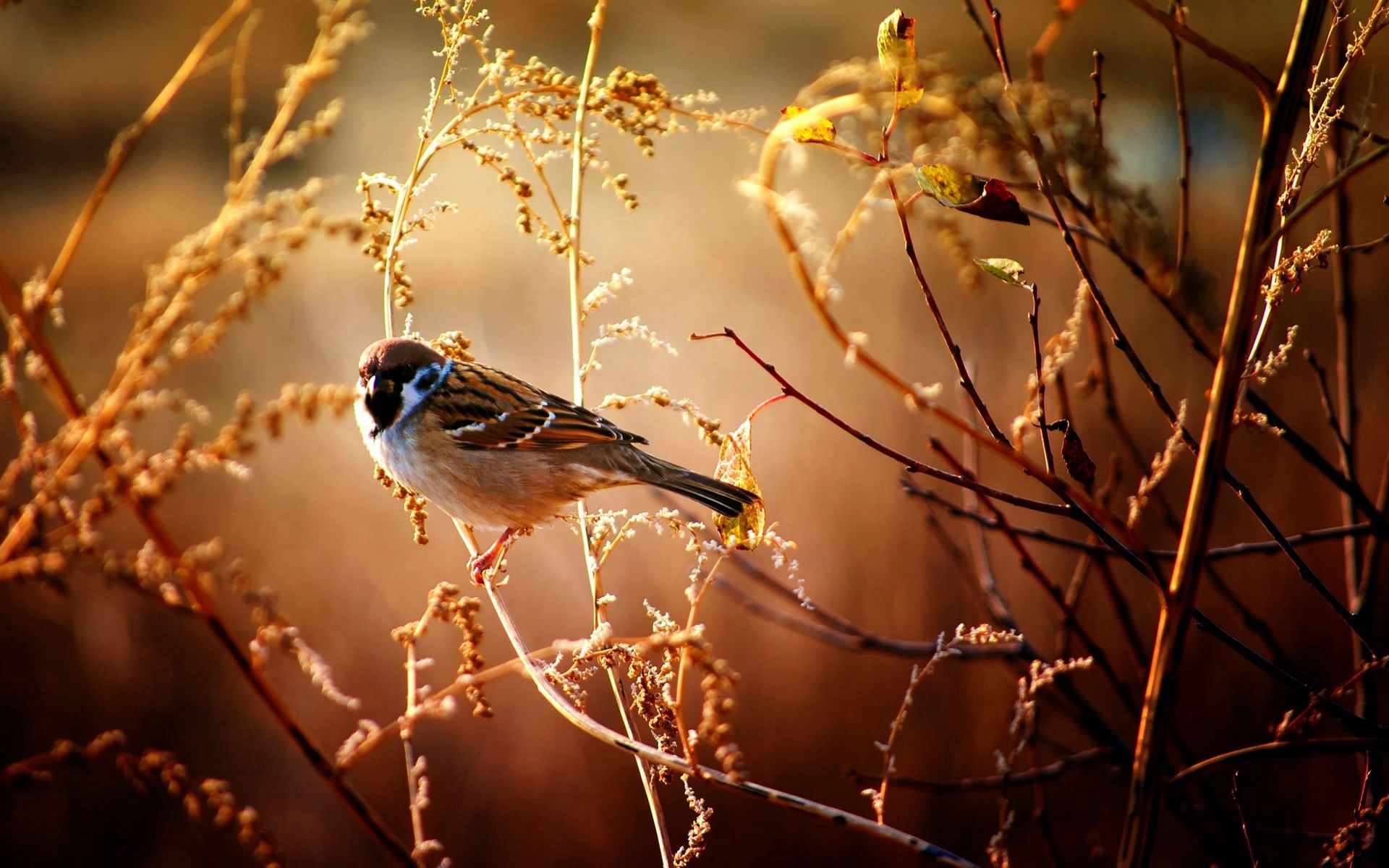 bird, animals, flowers, wood, tree, sparrow, branches Image for desktop