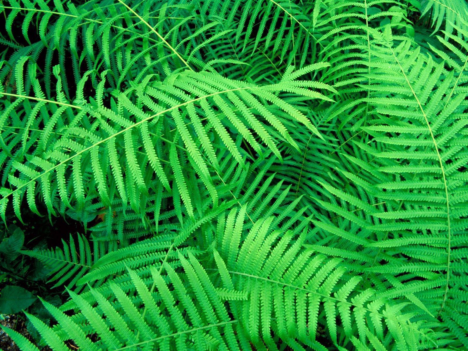 Free download wallpaper Leaves, Plant, Nature, Fern on your PC desktop