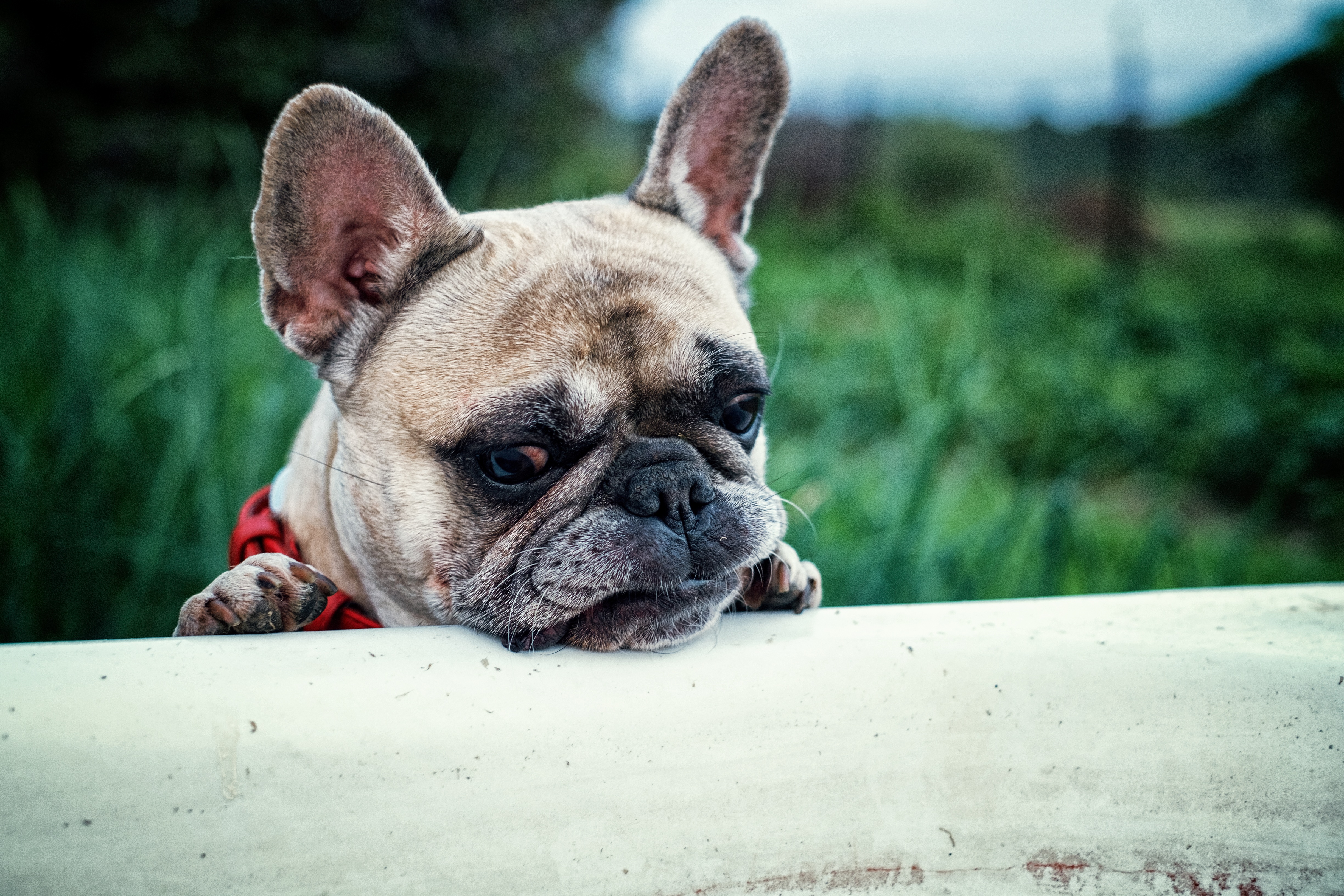 Handy-Wallpaper Schnauze, Hund, Tiere, Französische Bulldogge kostenlos herunterladen.