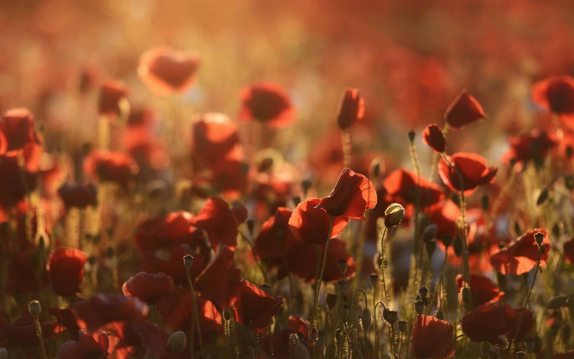 Free download wallpaper Flowers, Earth, Poppy on your PC desktop