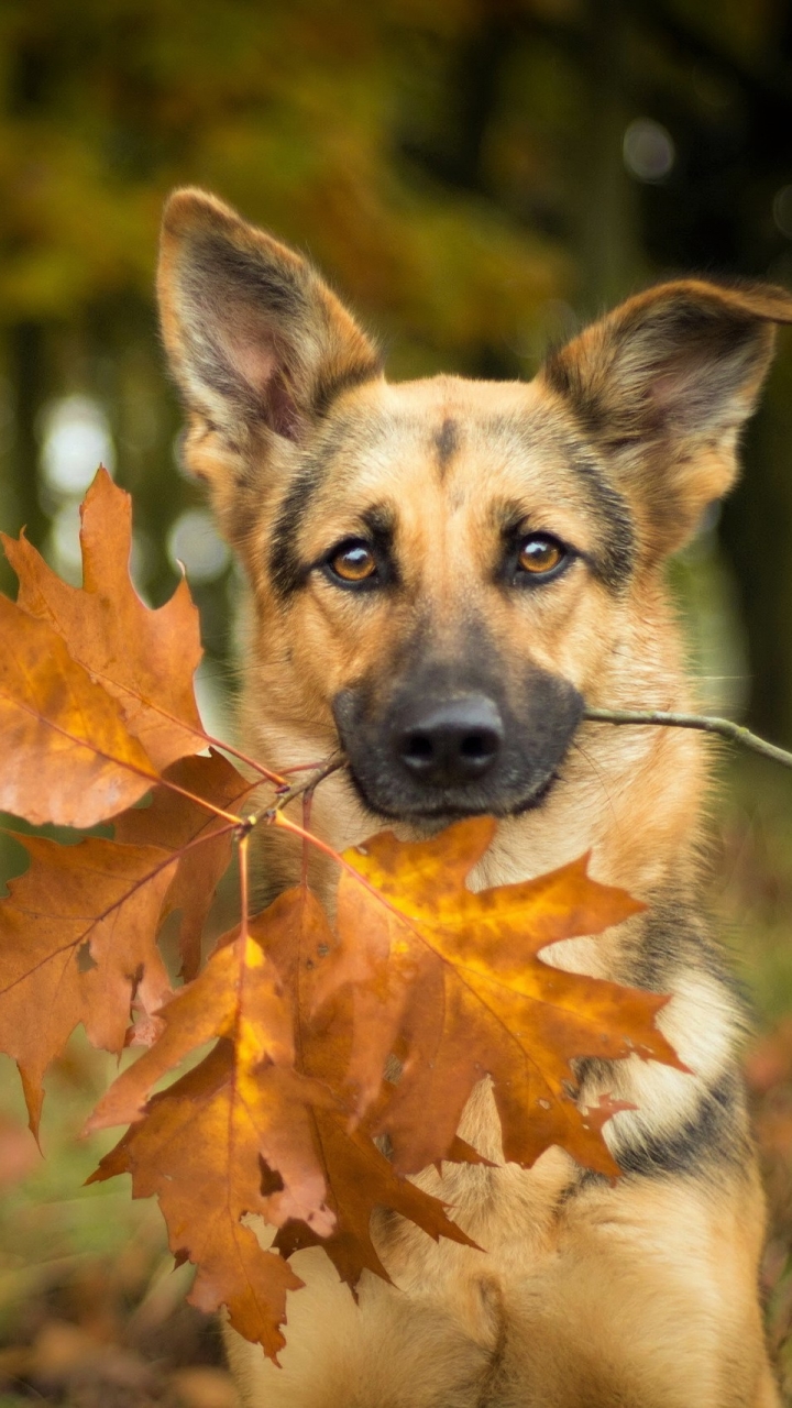 無料モバイル壁紙動物, 秋, 葉, 犬, ジャーマンシェパードをダウンロードします。