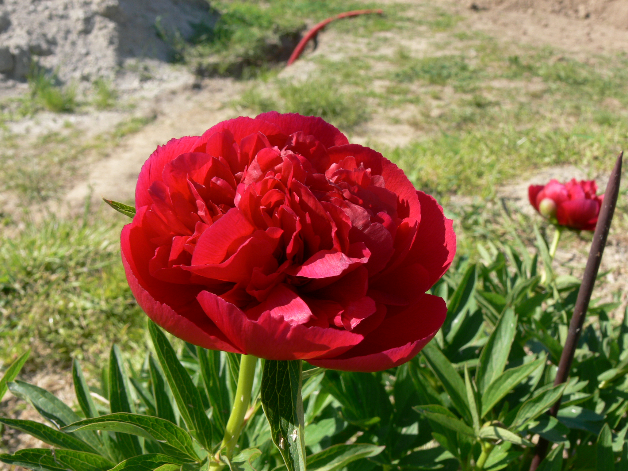 Téléchargez des papiers peints mobile Fleurs, Fleur, Terre/nature gratuitement.