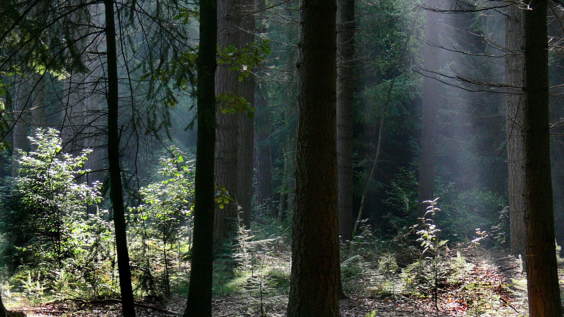 Free download wallpaper Forest, Tree, Earth, Sunbeam on your PC desktop