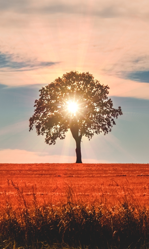 Handy-Wallpaper Natur, Bäume, Baum, Sonnenstrahl, Erde/natur, Sonnenbohne kostenlos herunterladen.