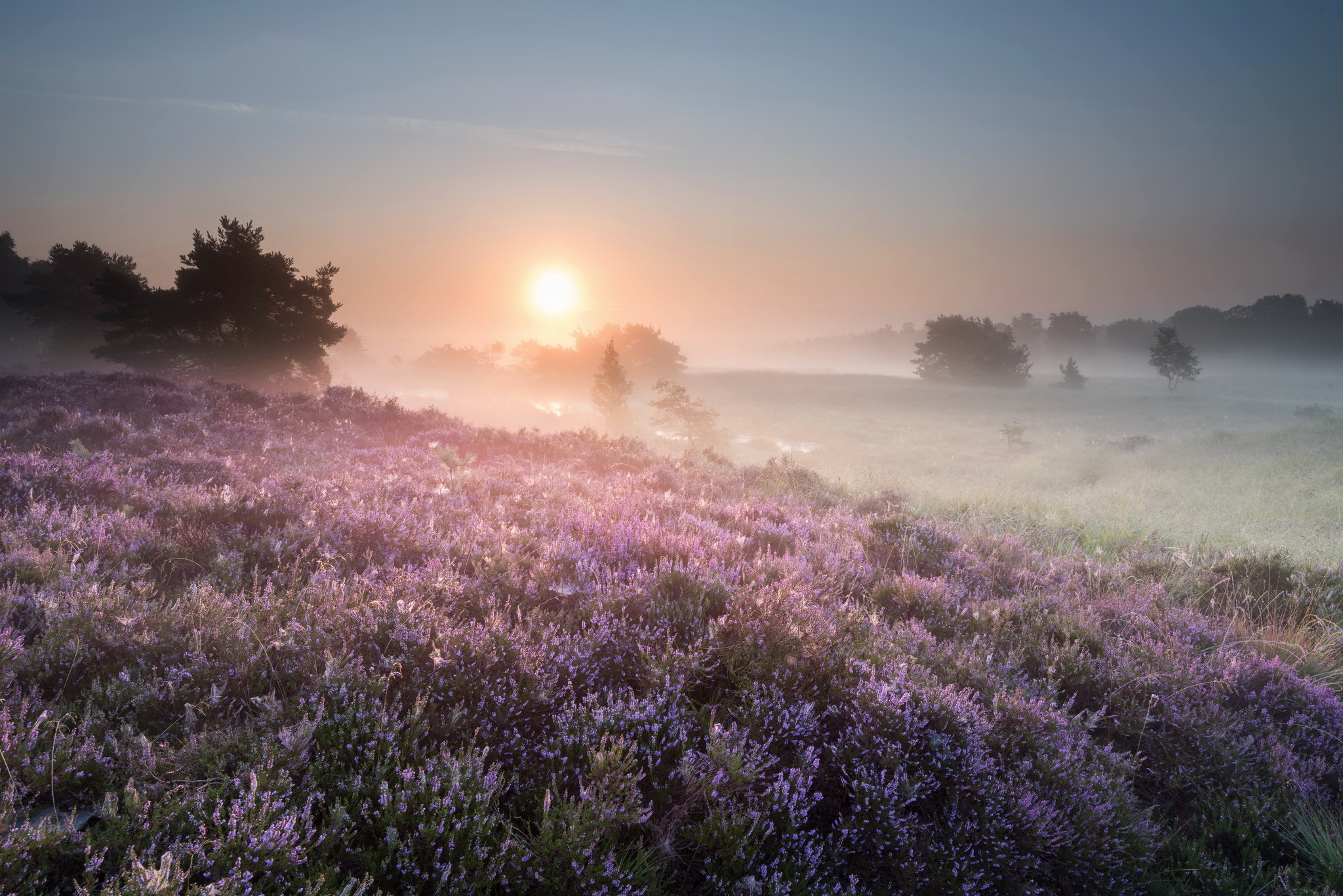 Free download wallpaper Landscape, Nature, Flower, Fog, Sunrise, Earth, Morning on your PC desktop