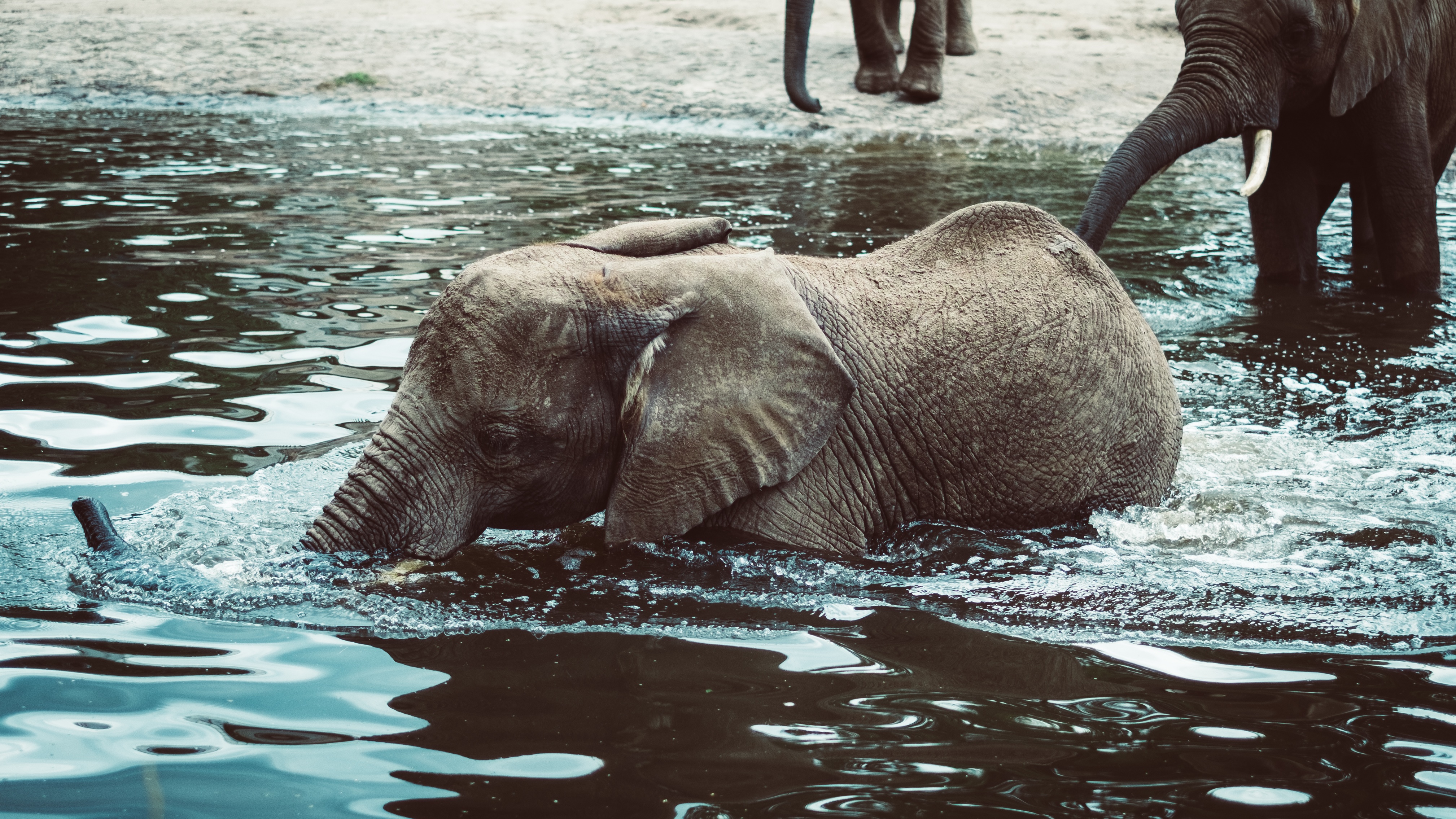 Скачать обои бесплатно Слон, Детеныш, Животные, Вода картинка на рабочий стол ПК