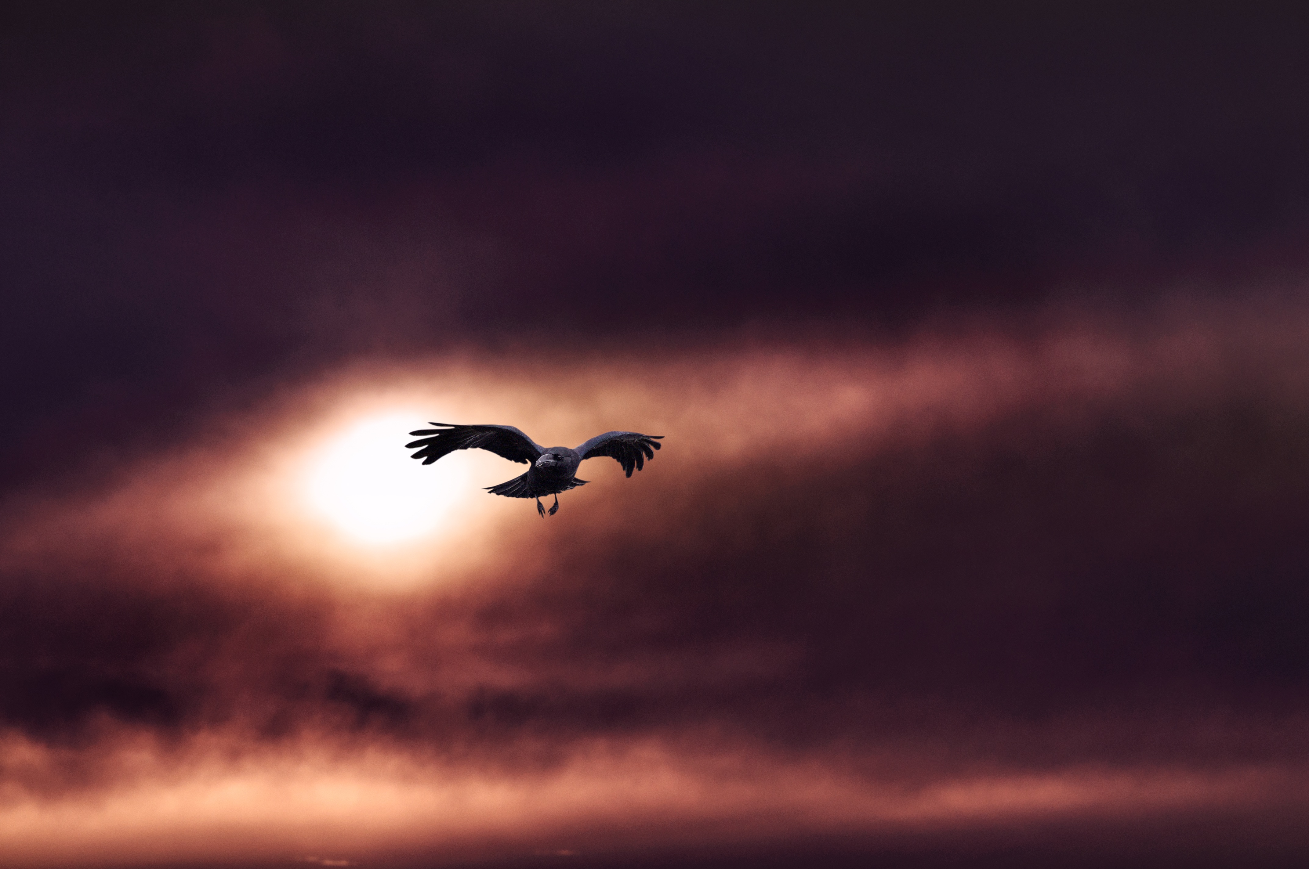 Free download wallpaper Sky, Flight, Animals, Bird, Raven on your PC desktop