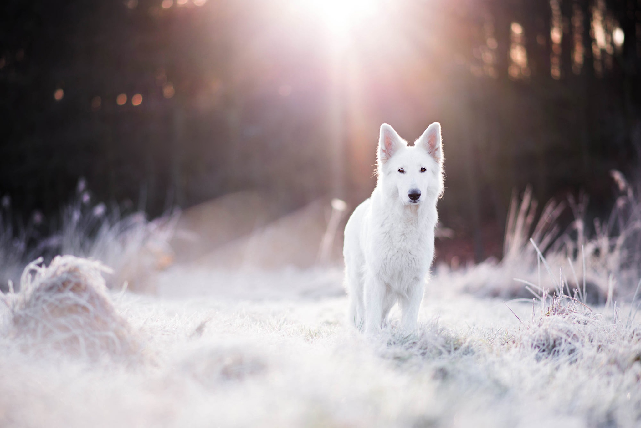 Laden Sie das Tiere, Hund, Berger Blanc Suisse-Bild kostenlos auf Ihren PC-Desktop herunter