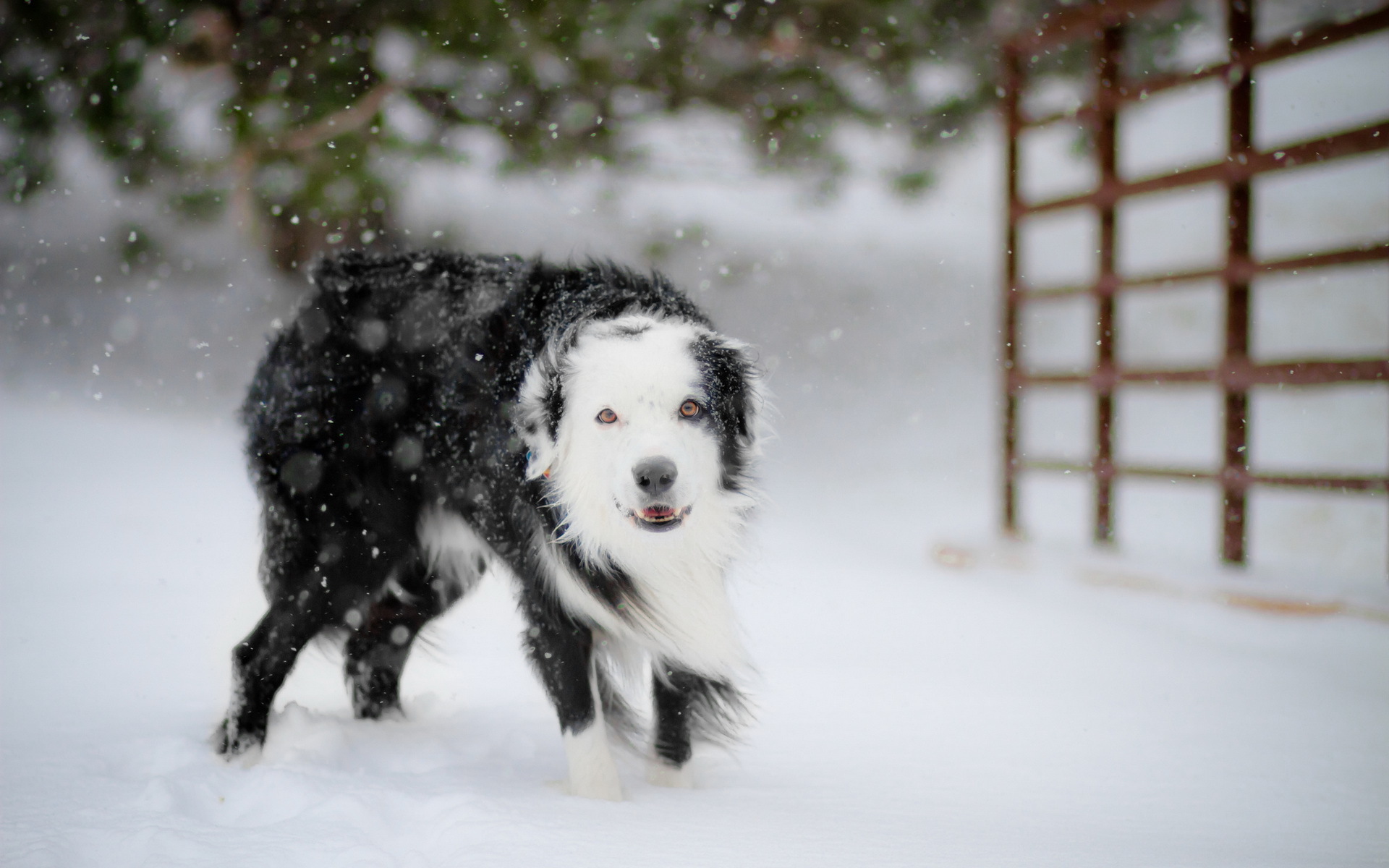 Download mobile wallpaper Border Collie, Dogs, Animal for free.