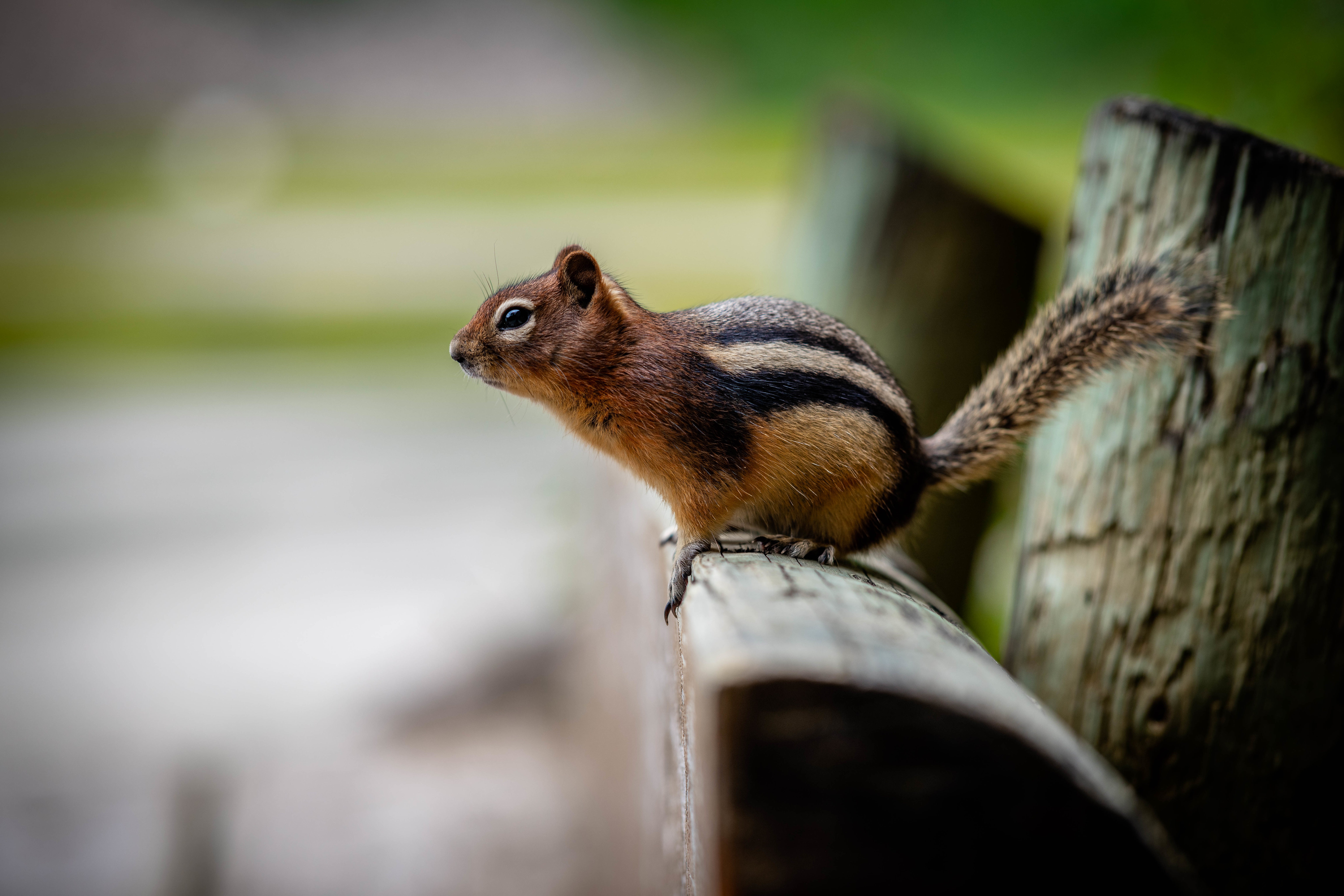 Download mobile wallpaper Animal, Rodent, Chipmunk, Depth Of Field for free.