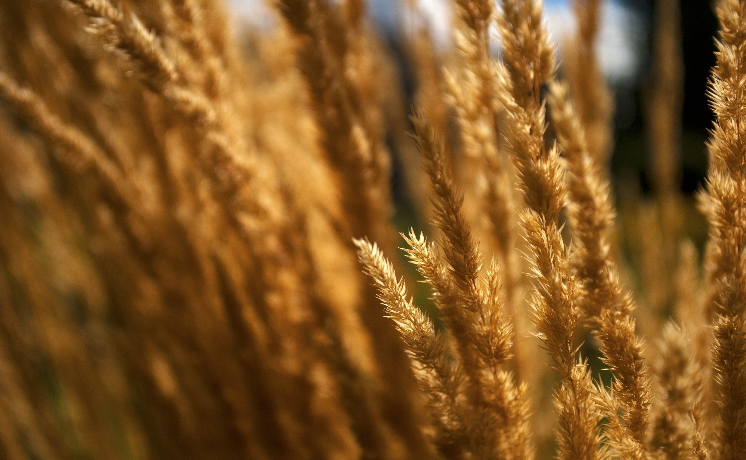 earth, wheat