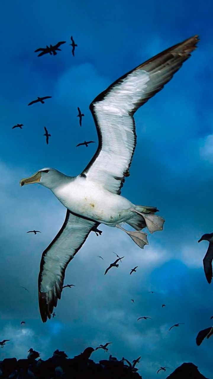 albatross, blue, animal, flying, bird, sky, birds