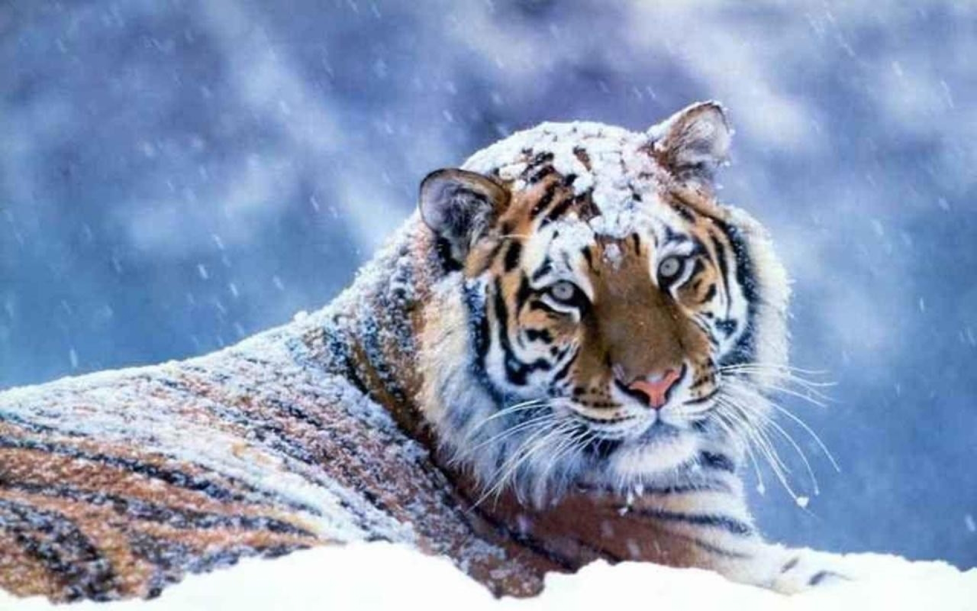 Free download wallpaper Cats, Animal, Tiger on your PC desktop