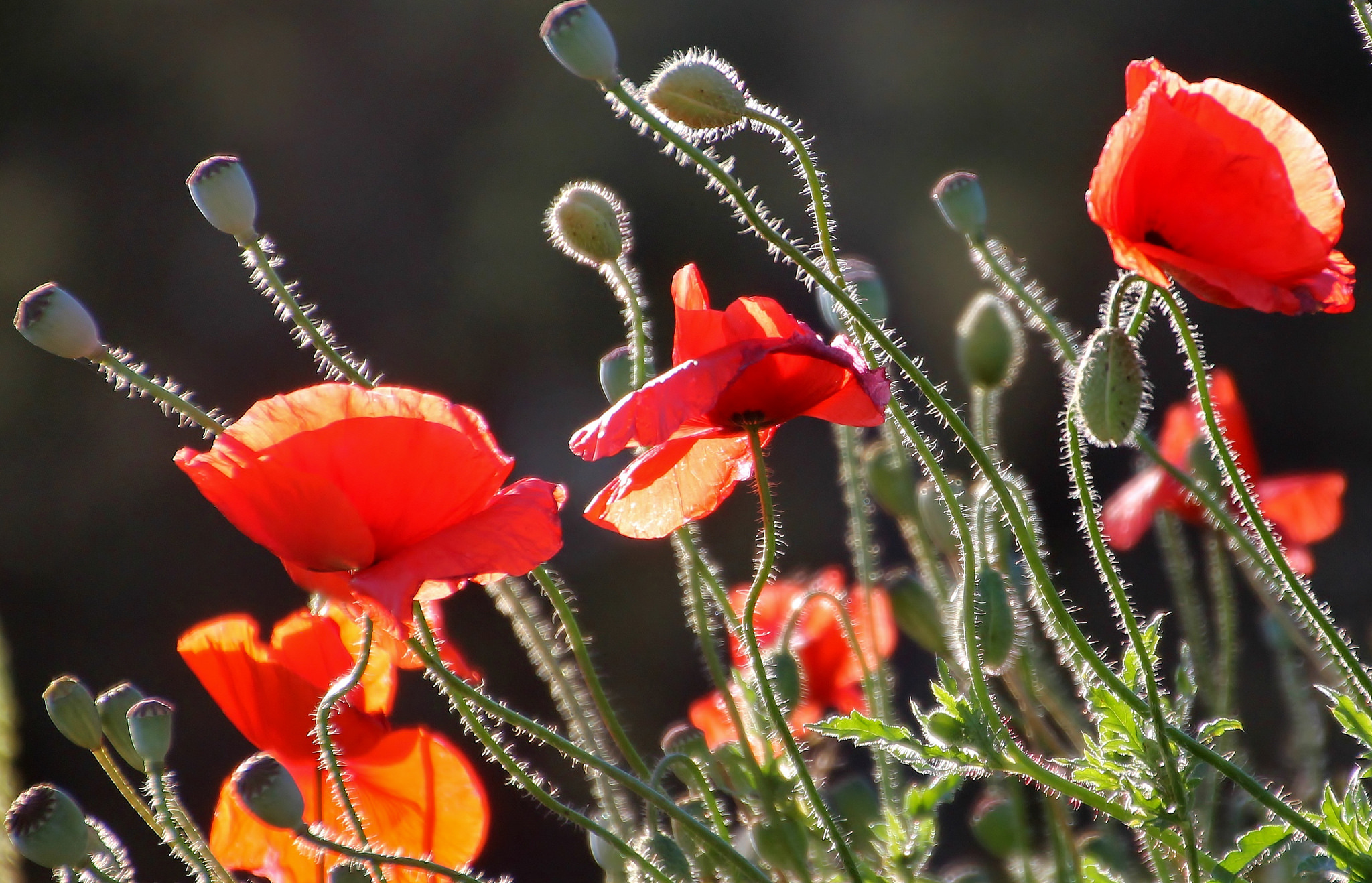 Handy-Wallpaper Blumen, Mohn, Sommer, Blume, Rote Blume, Erde/natur kostenlos herunterladen.