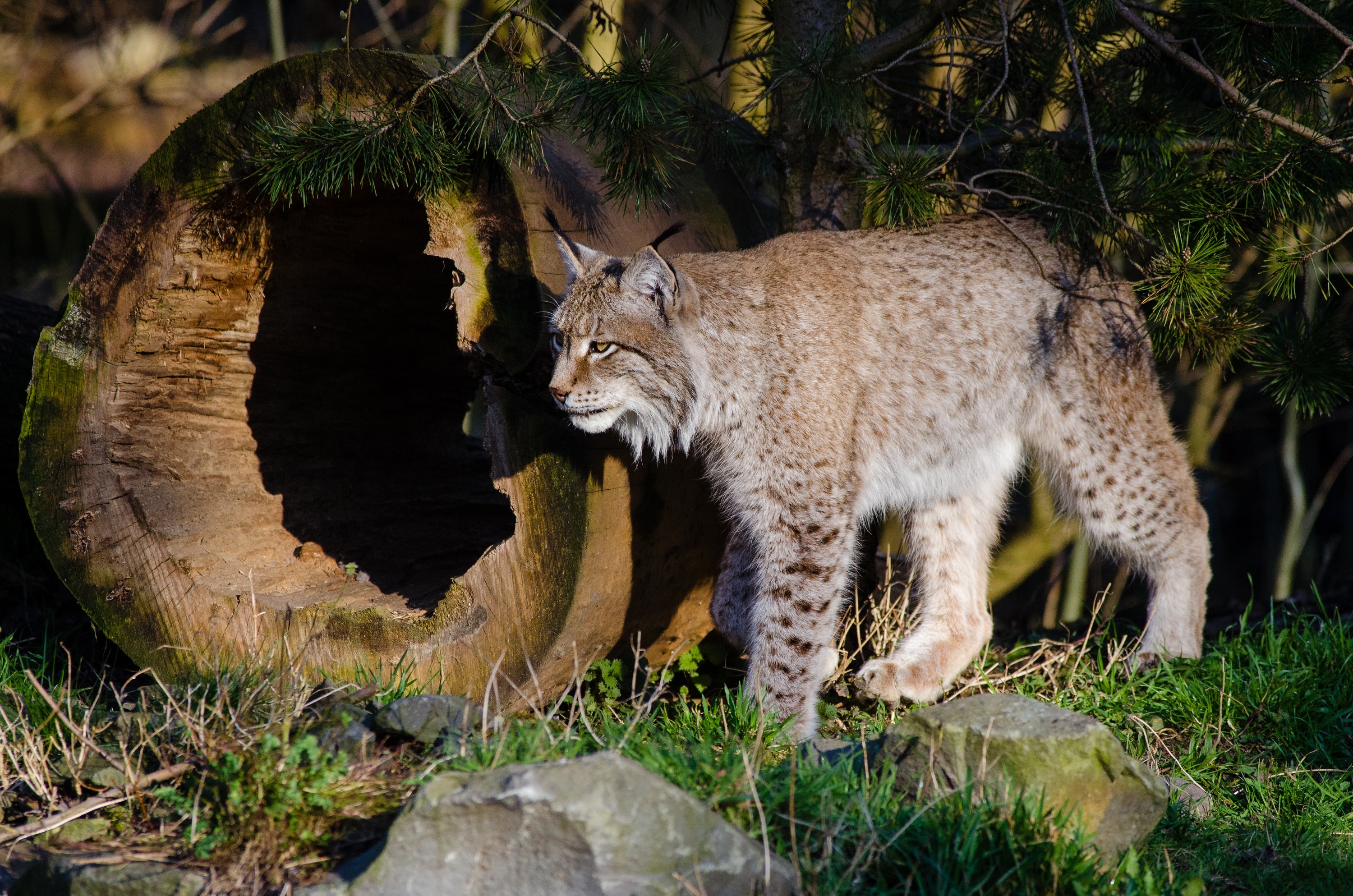 Descarga gratuita de fondo de pantalla para móvil de Animales, Gatos, Lince.