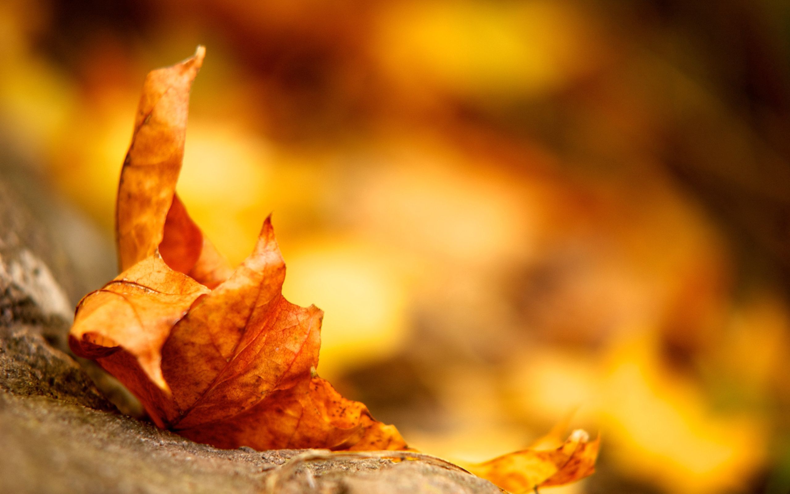 autumn, leaves, macro, dry, fallen