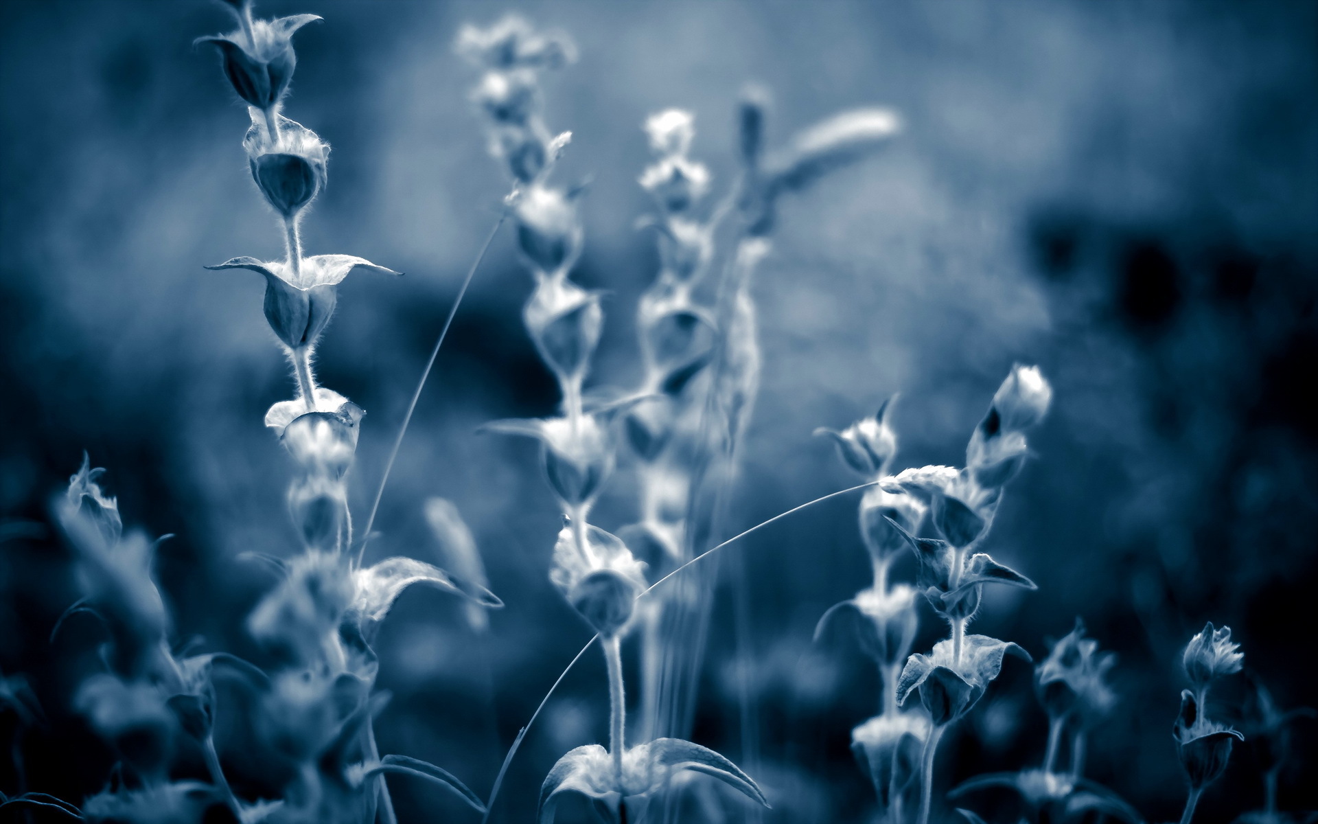 Baixar papel de parede para celular de Planta, Terra/natureza gratuito.