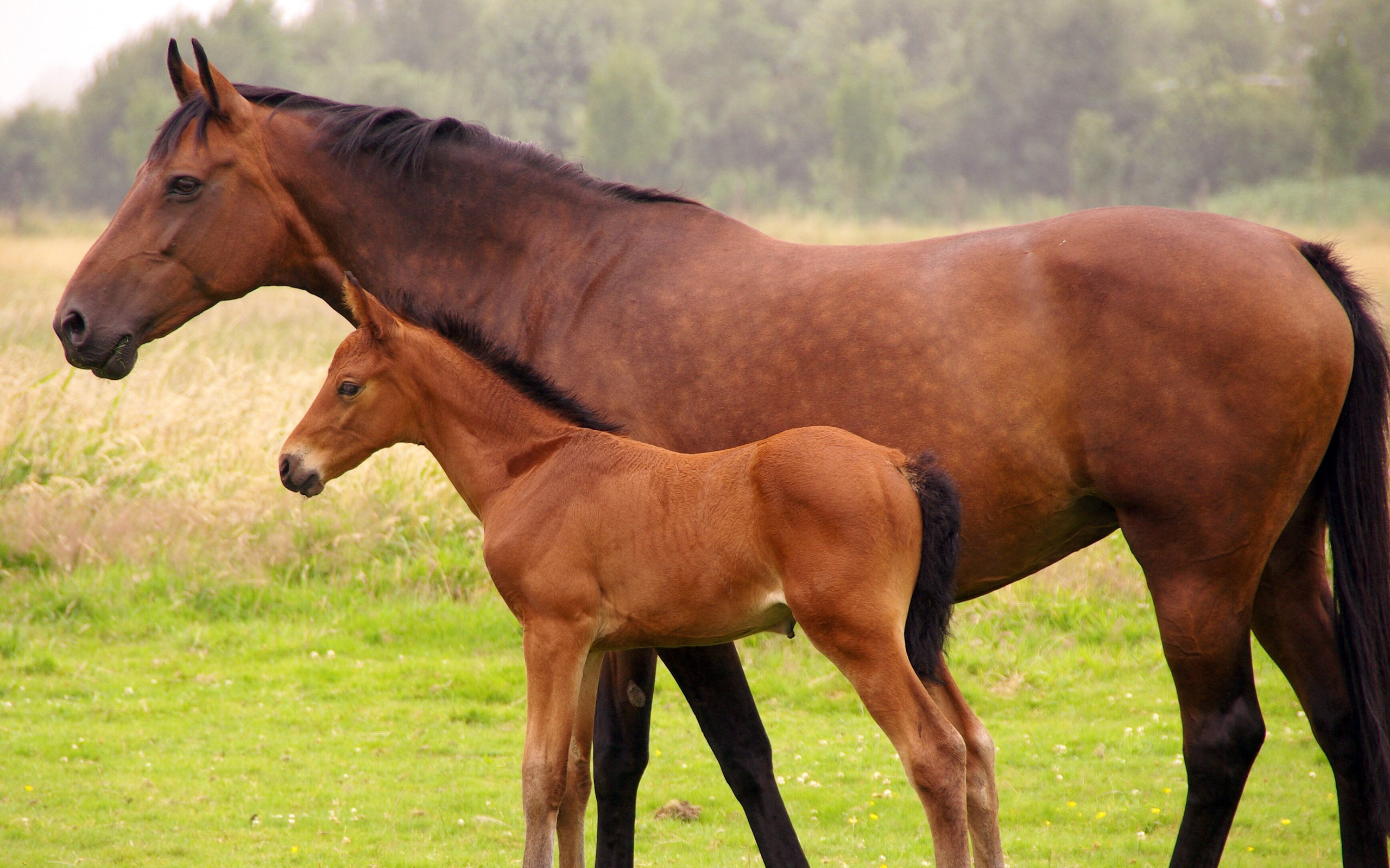 Free download wallpaper Animal, Horse, Baby Animal on your PC desktop