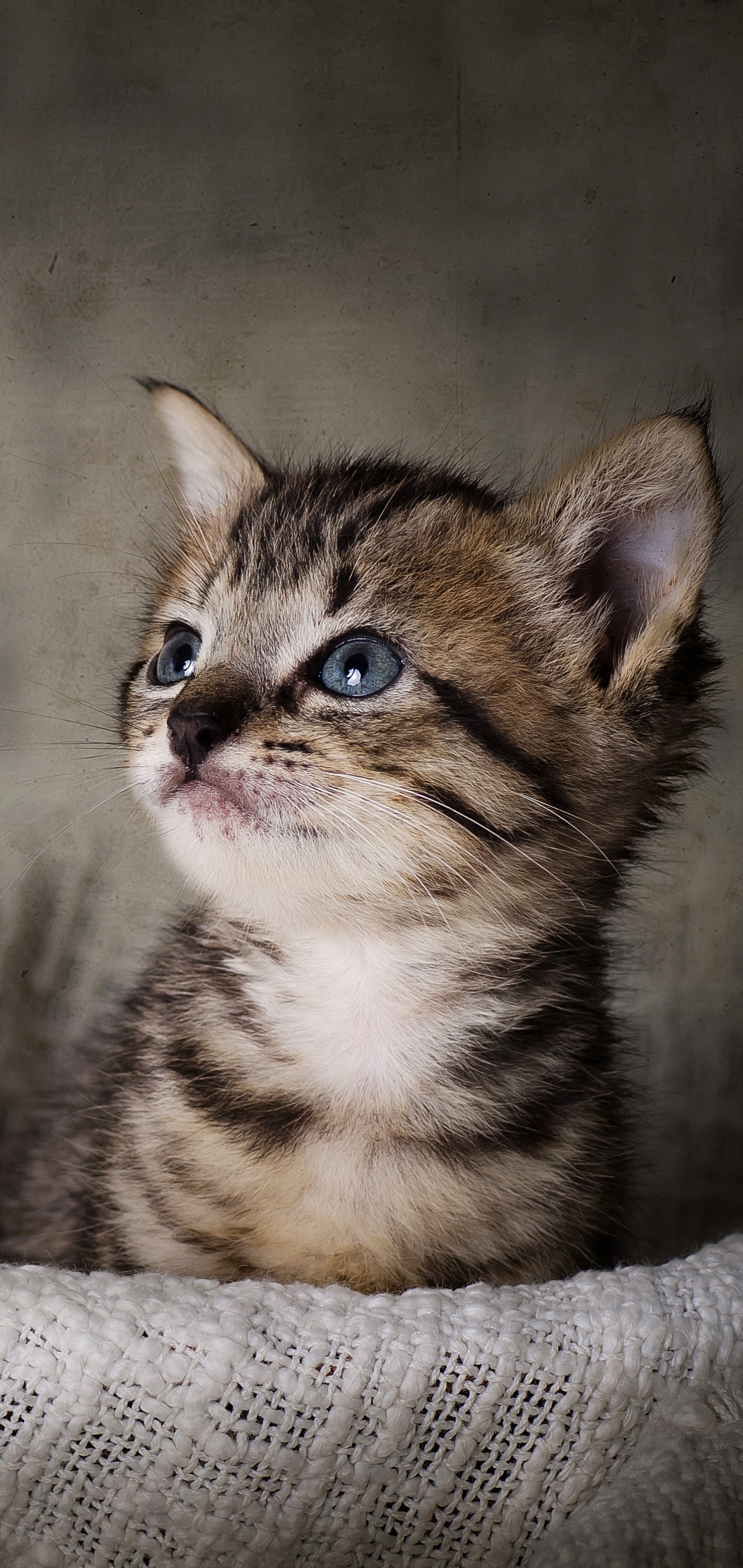 Téléchargez gratuitement l'image Animaux, Chats, Chat, Chaton, Bébé Animal sur le bureau de votre PC